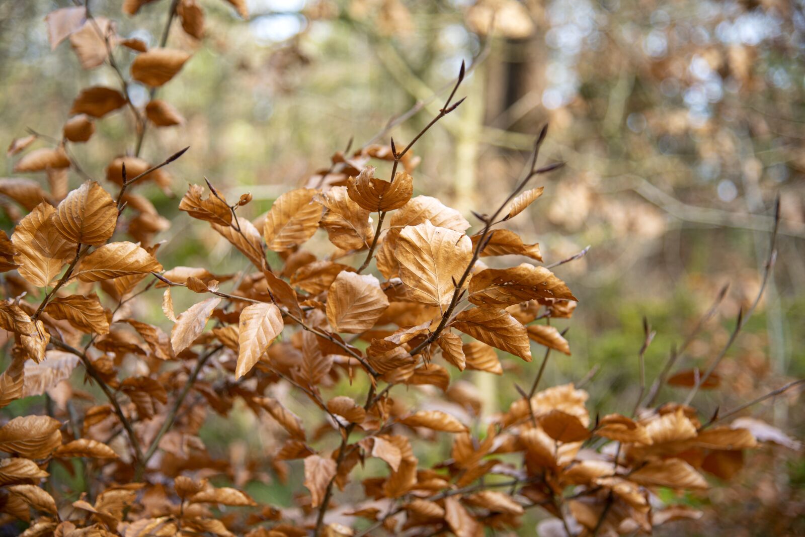 Nikon D750 sample photo. Leaf, golden, gold photography