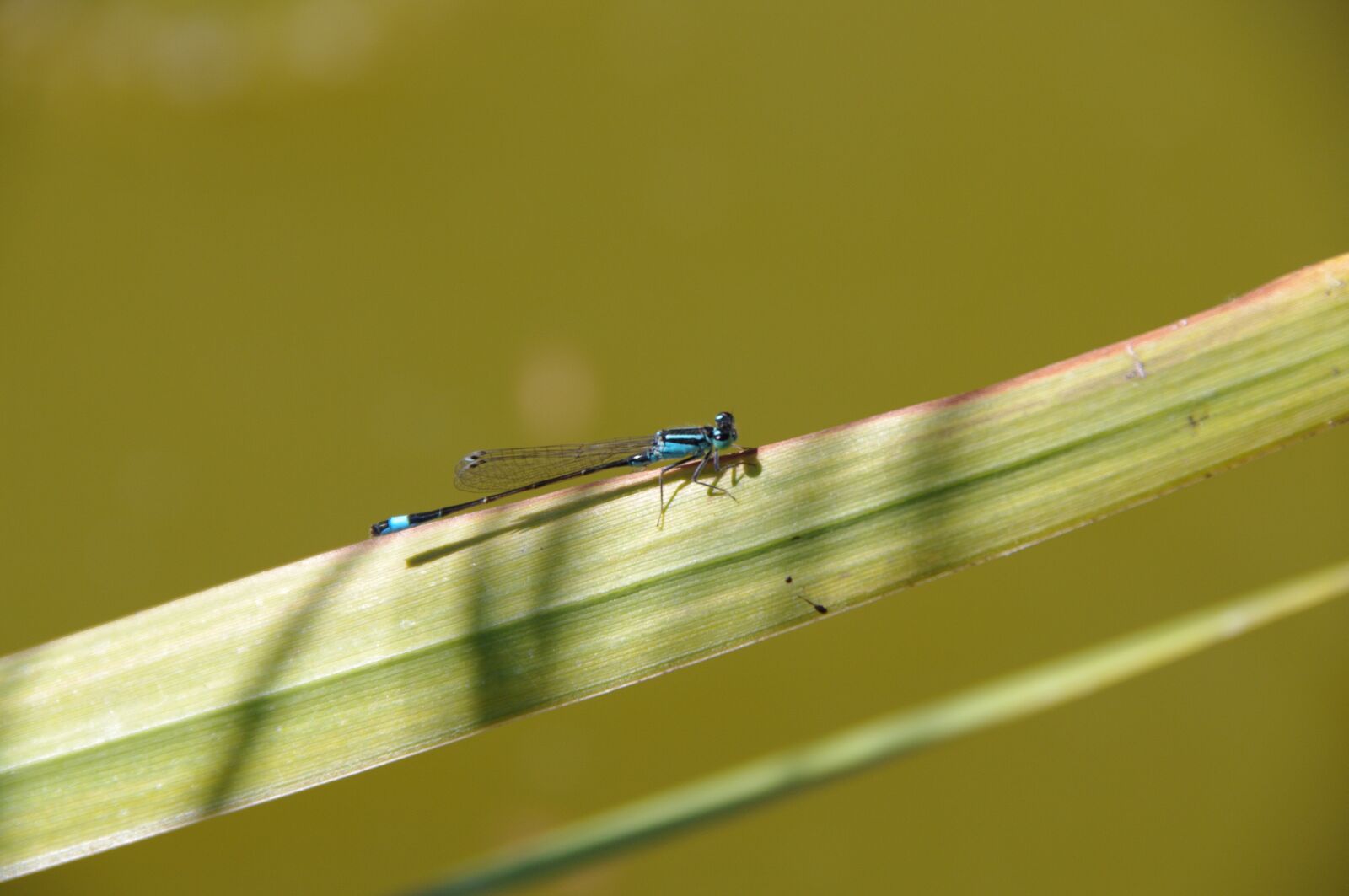Pentax K-7 sample photo. Dragonfly, animal, insects photography