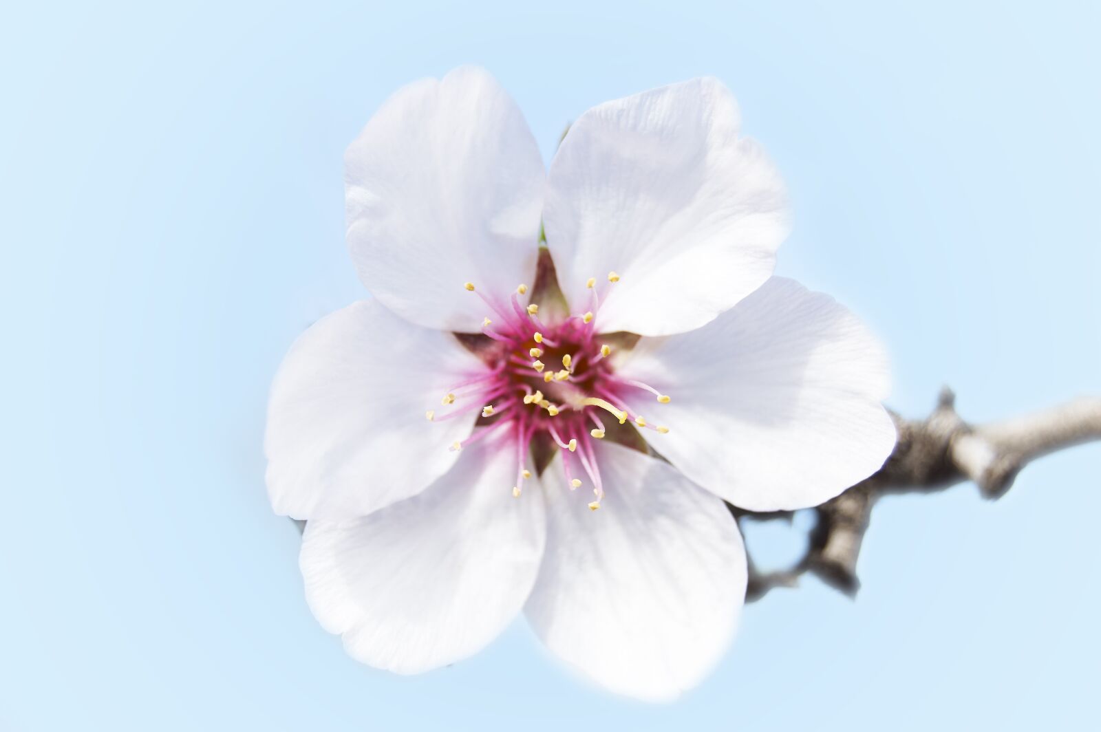 Nikon D3200 sample photo. Almond flower, petals, white photography
