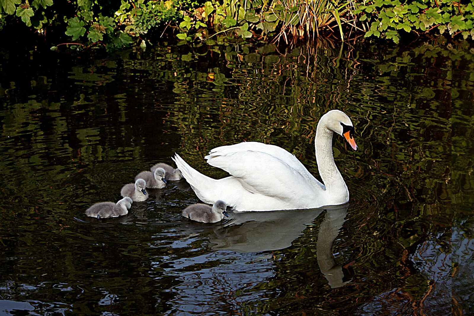 Canon EOS 350D (EOS Digital Rebel XT / EOS Kiss Digital N) sample photo. Swan, bird, cygnets photography