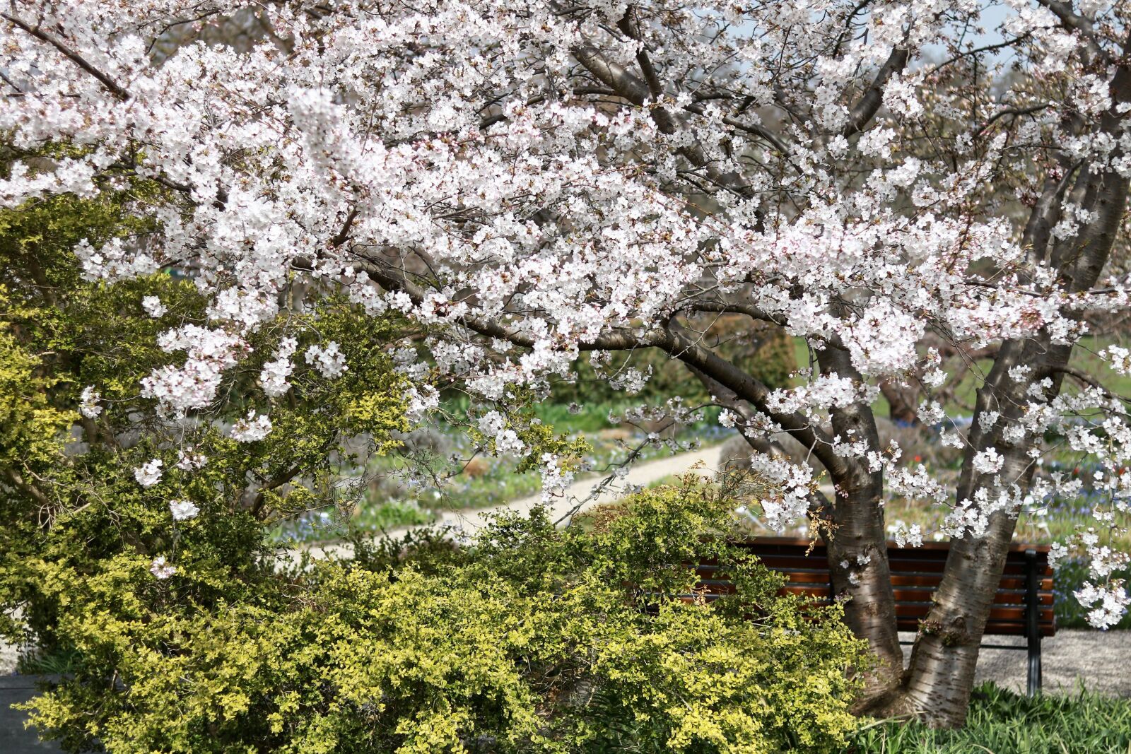 Canon EOS 750D (EOS Rebel T6i / EOS Kiss X8i) sample photo. Tree, flower, cherry wood photography