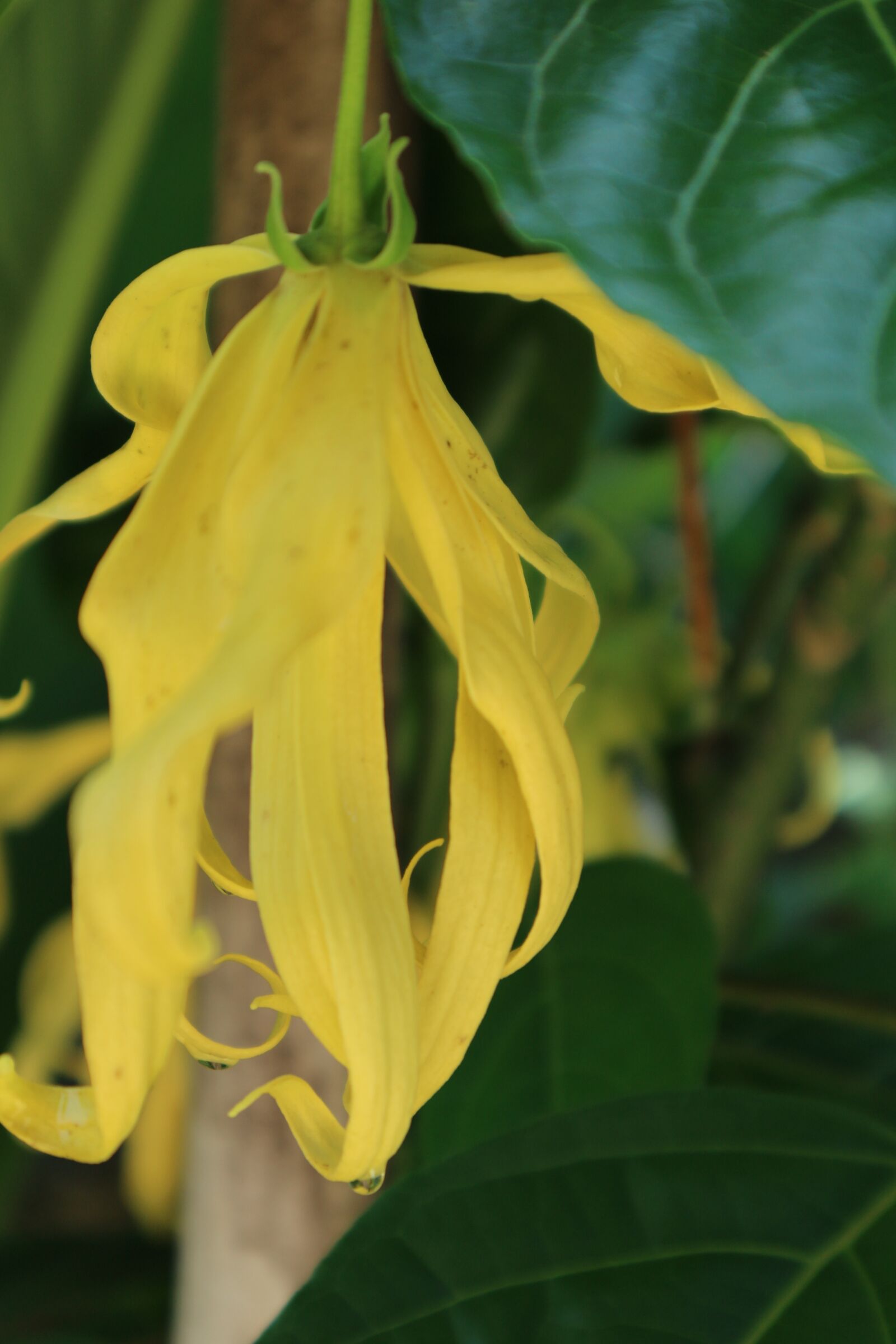 Canon EOS M10 sample photo. Ylang-ylang, yellow, antique flower photography
