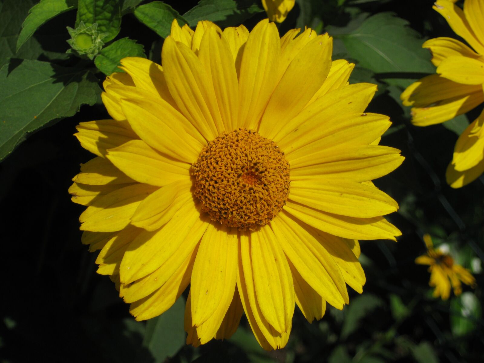 Canon PowerShot SD790 IS (Digital IXUS 90 IS / IXY Digital 95 IS) sample photo. Yellow, summer, flower photography