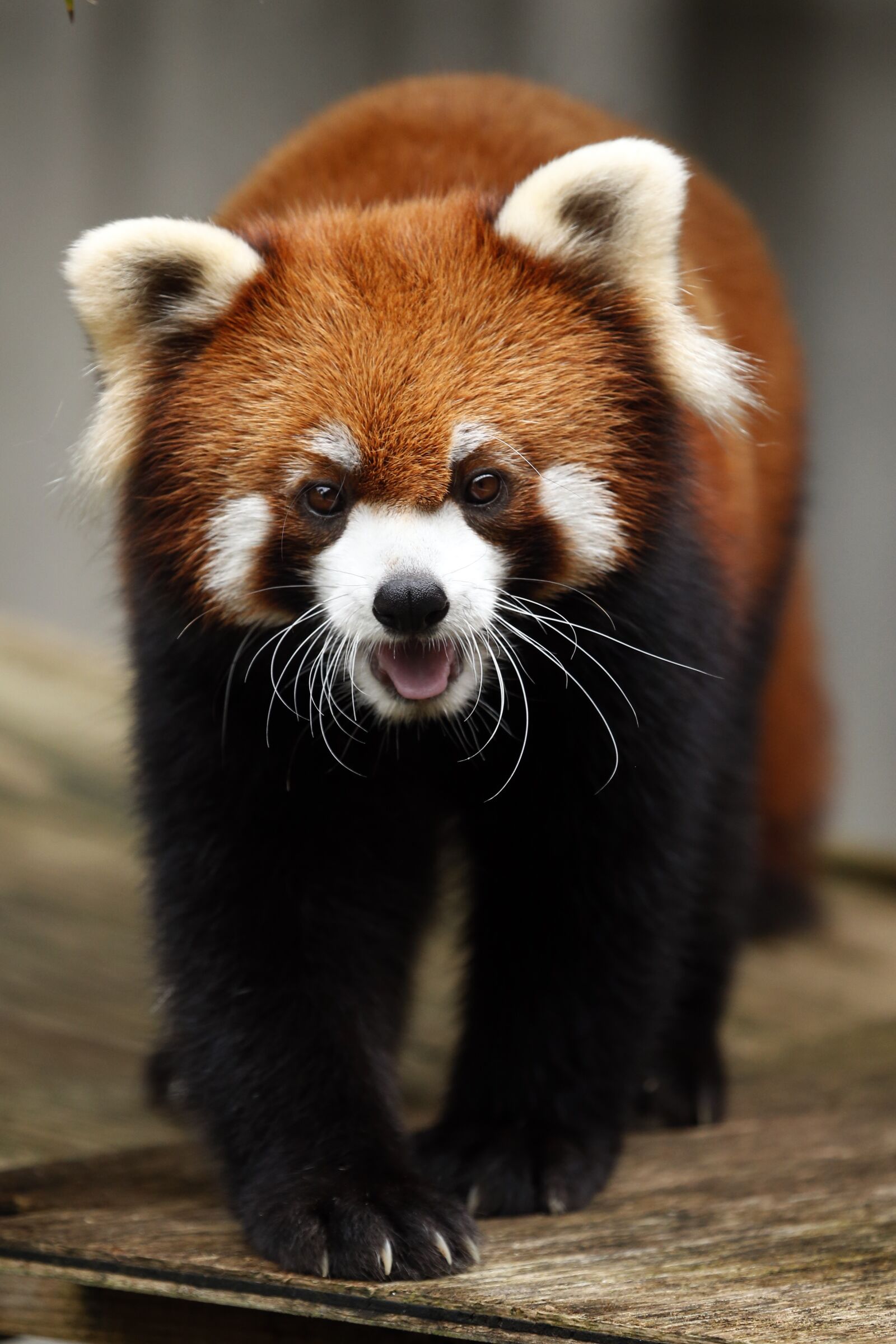 Canon EOS-1D X sample photo. Red panda, animal, cute photography