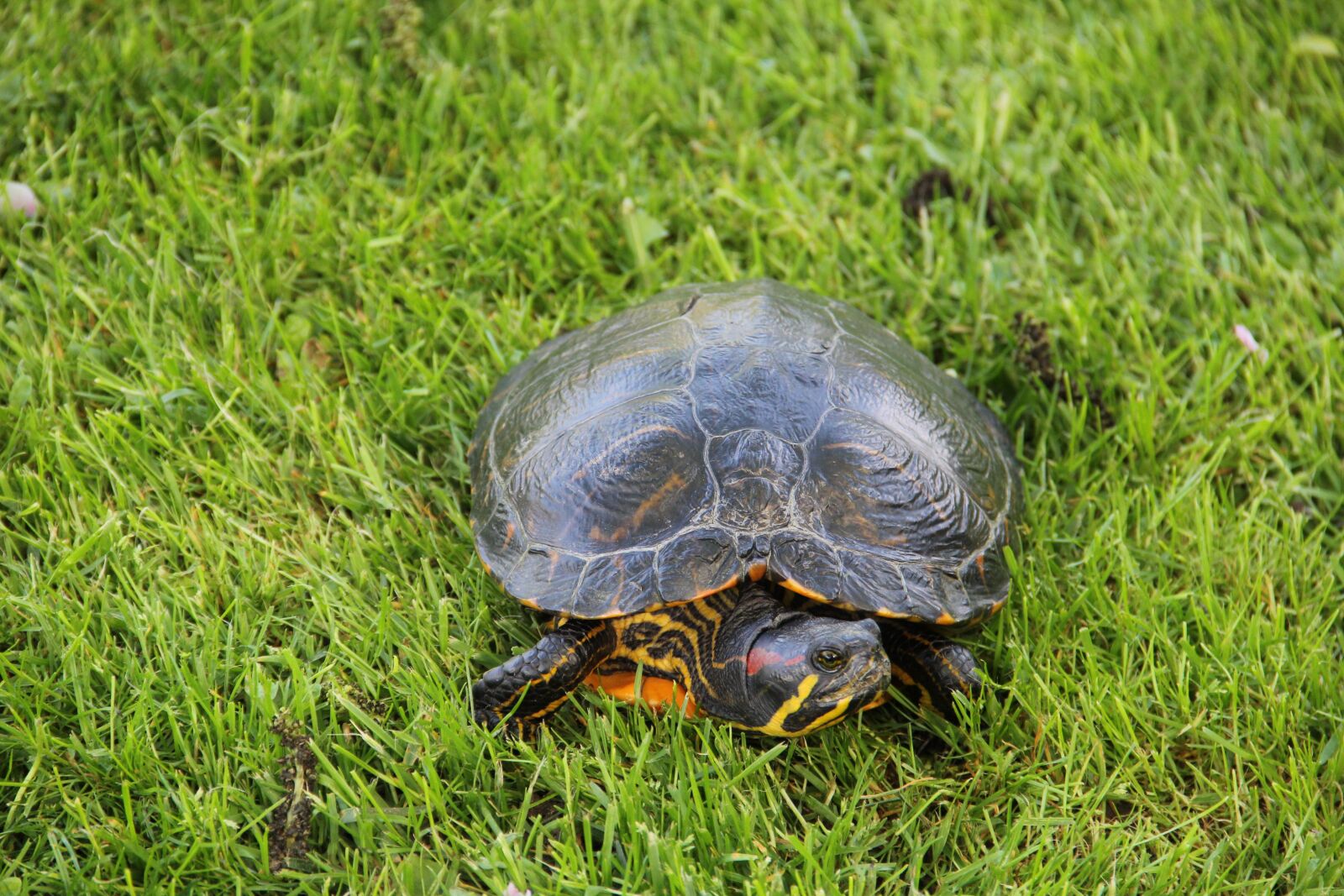 Canon EF-S 18-135mm F3.5-5.6 IS sample photo. Turtle, nature, animals photography