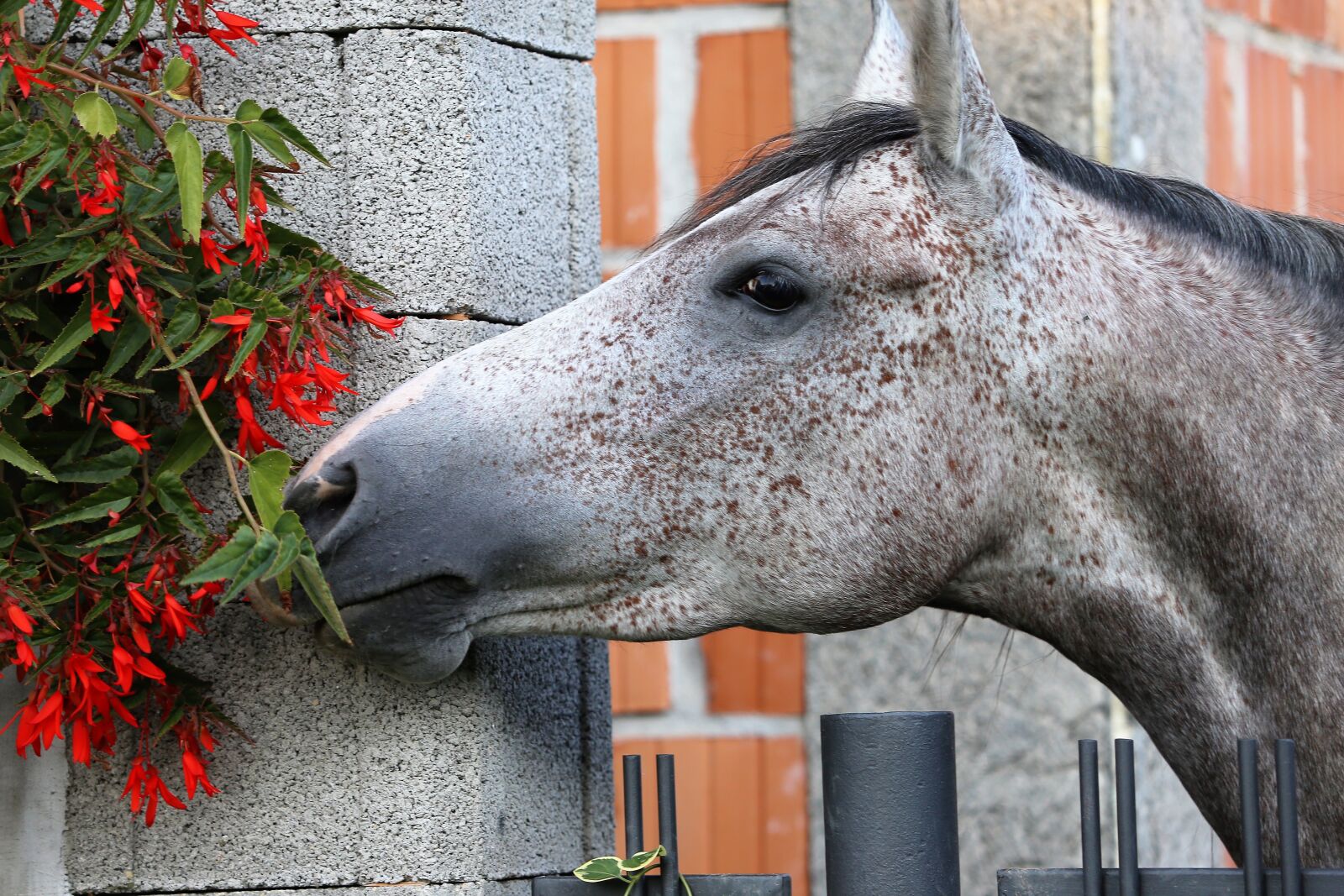 Canon EF 70-300 F4-5.6 IS II USM sample photo. Arabian horse, head, smelling photography
