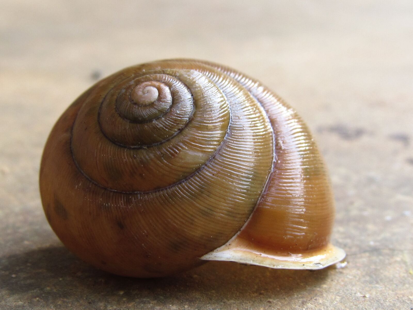 Canon PowerShot SX520 HS sample photo. Snail, shell, empty photography
