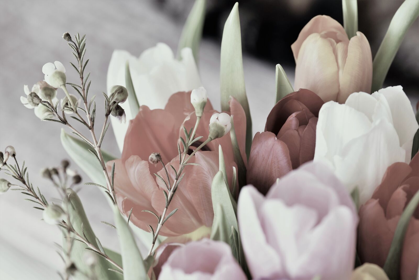 Nikon D5500 sample photo. Tulips, blossom, bloom photography