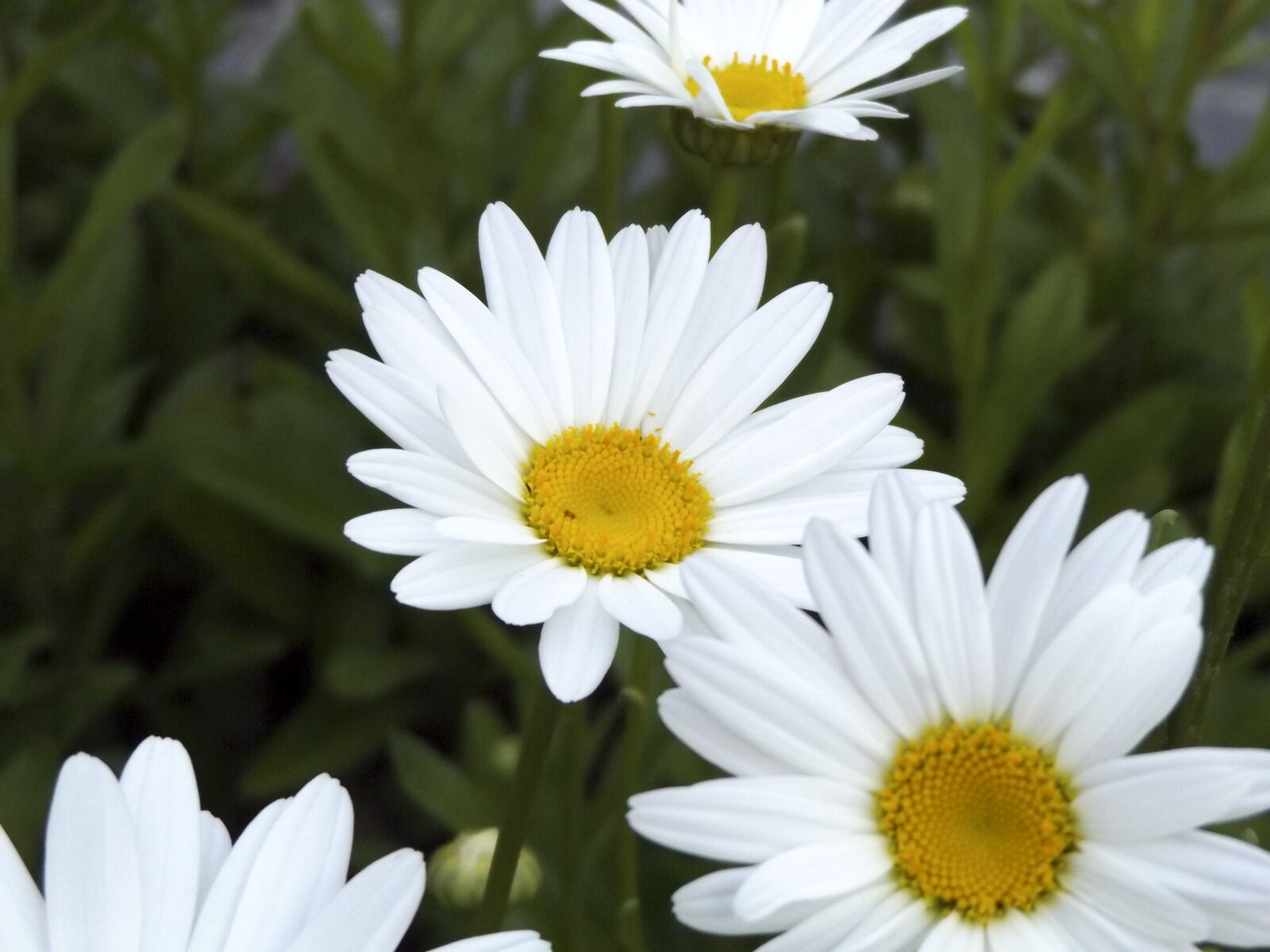 Fujifilm FinePix S8600 sample photo. Daisy, daisies, flowers photography