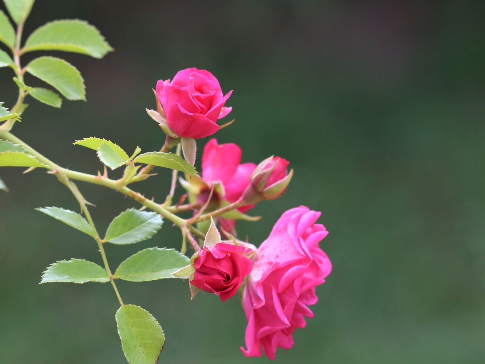 Canon EF 70-300 F4-5.6 IS II USM sample photo. Pink roses, flower, bloom photography