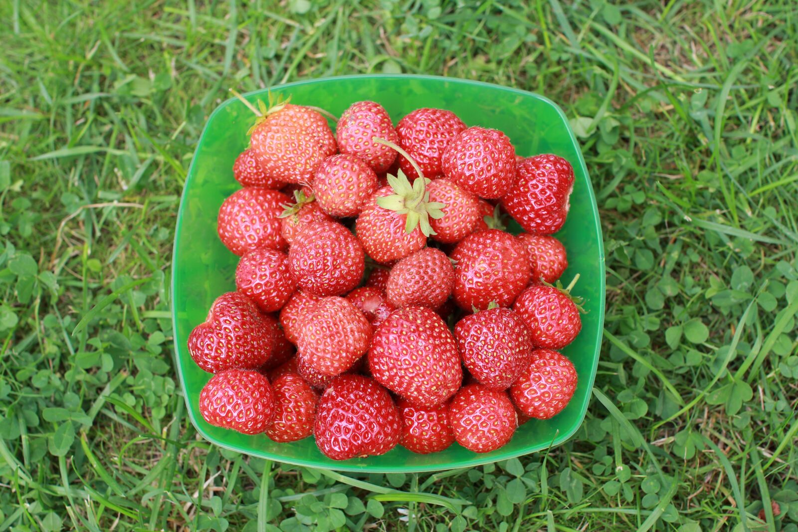 Canon EOS 60D sample photo. Strawberry, dacha, garden photography