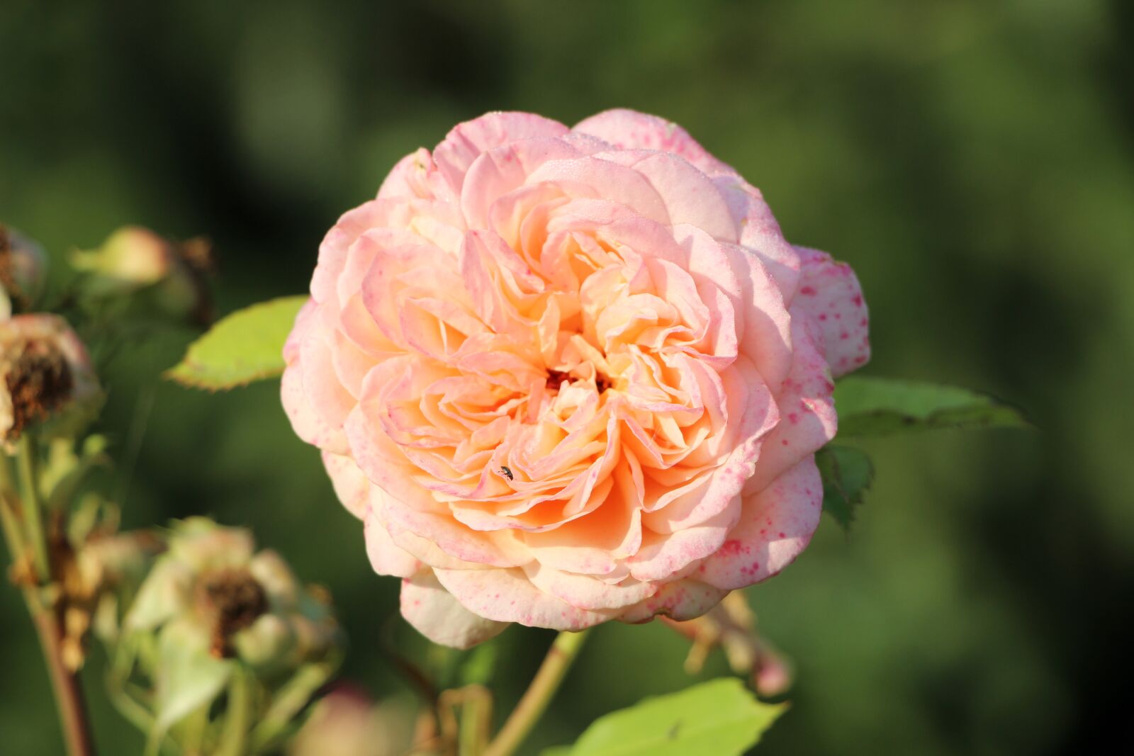 Canon EF-S 18-135mm F3.5-5.6 IS STM sample photo. Rose, beetle, drip photography