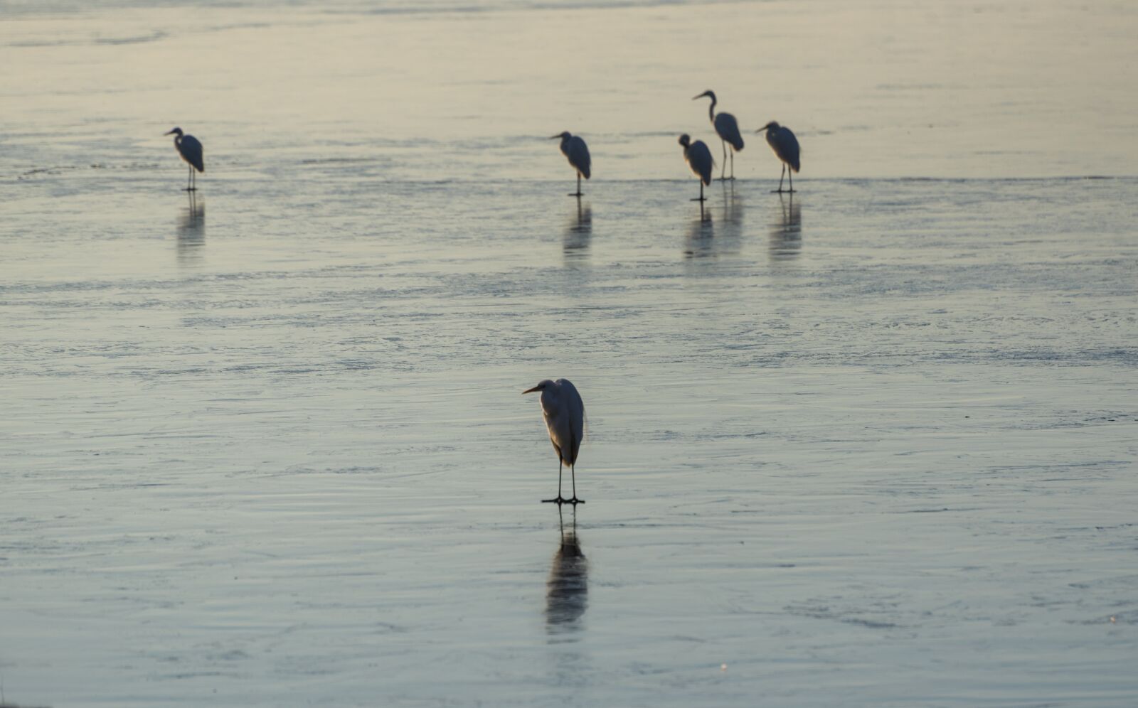 Nikon D750 sample photo. Ice, frozen, birds photography