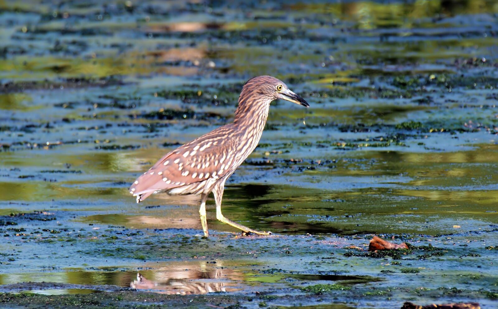 Olympus OM-D E-M1 sample photo. Wild, bird, wildlife photography