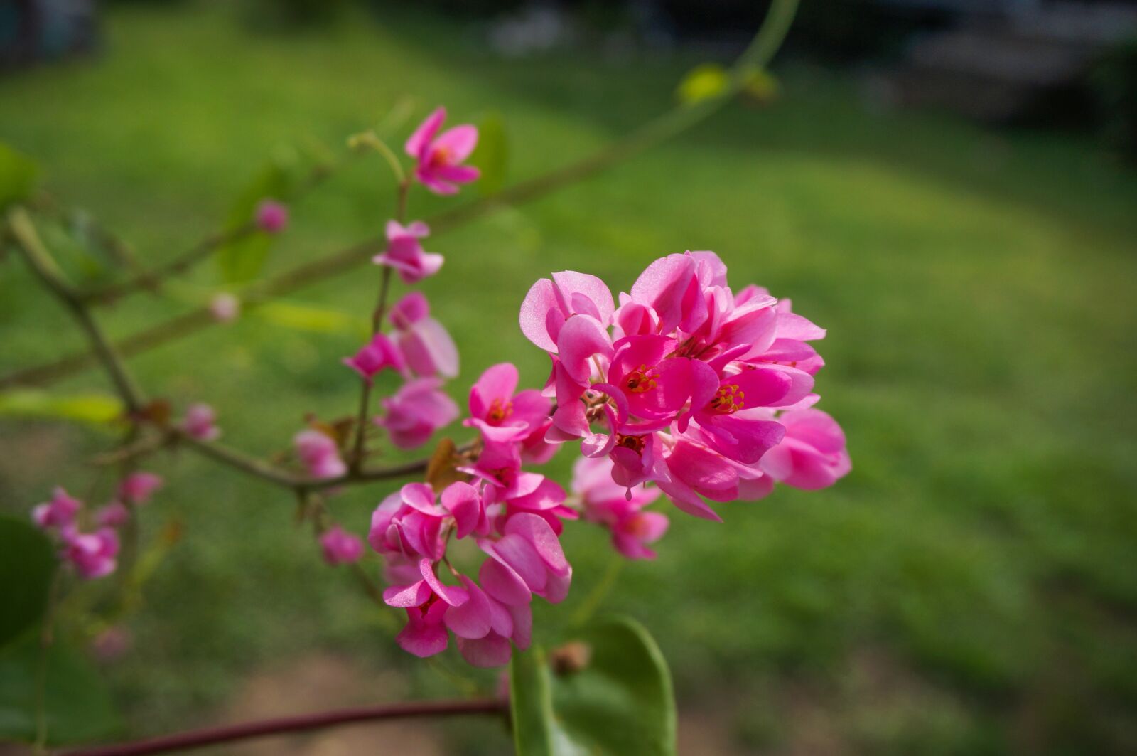 Sony Alpha NEX-3N sample photo. Nature, flora, tree photography