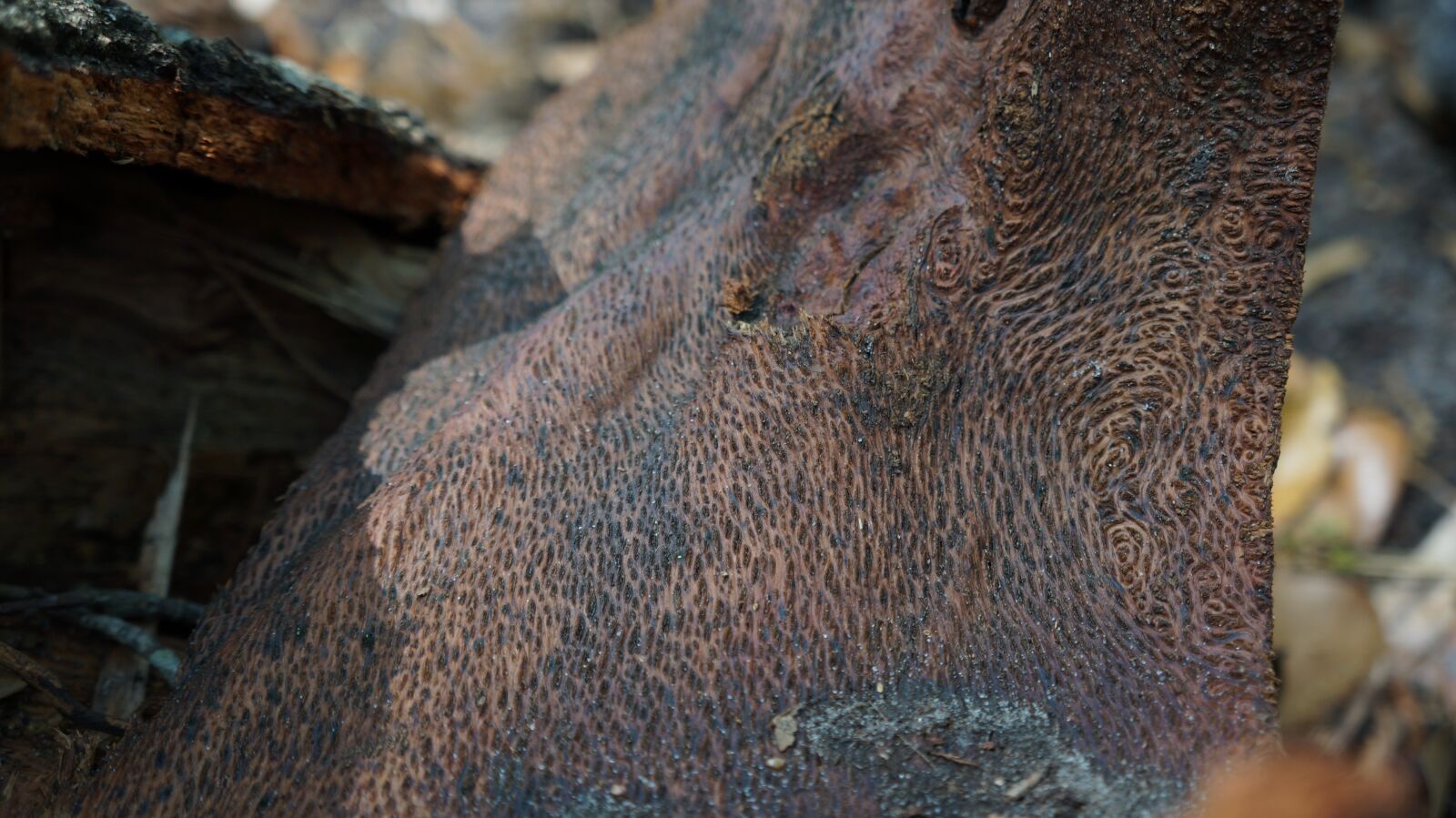Sony Alpha a3000 + Sony E 18-55mm F3.5-5.6 OSS sample photo. Nature, oak, bark photography