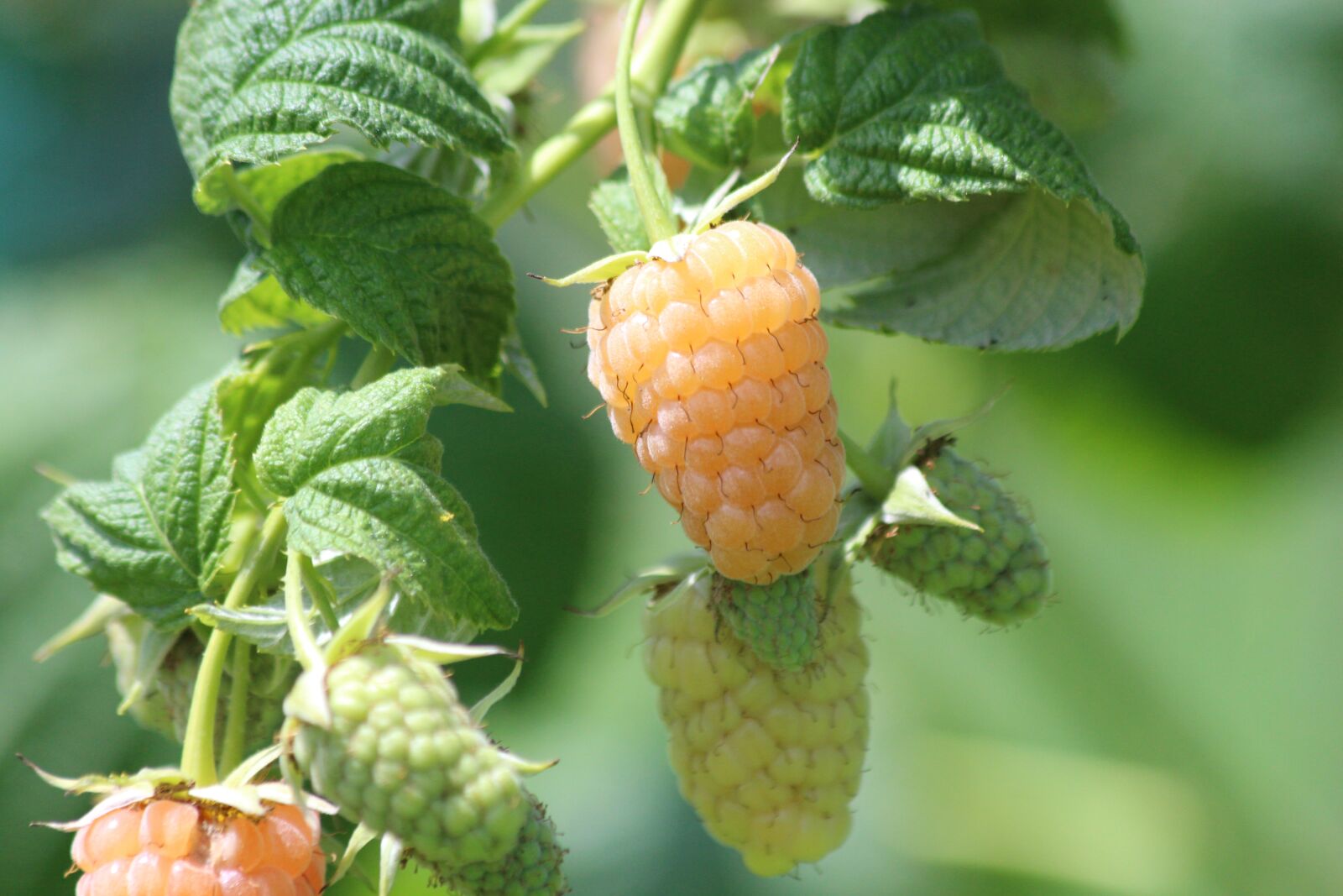 Canon EOS 650D (EOS Rebel T4i / EOS Kiss X6i) sample photo. Raspberry, yellow raspberry, plant photography