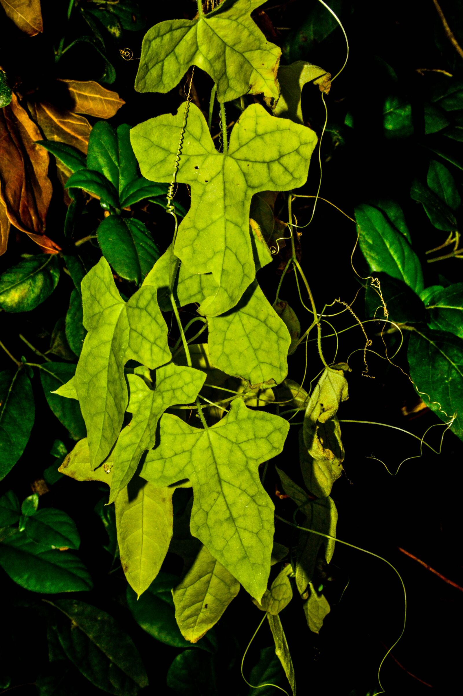 Nikon D3200 sample photo. Plants, wild, nature photography