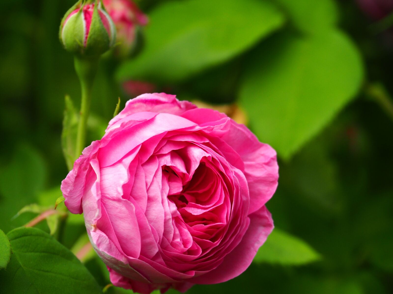 Olympus OM-D E-M10 II sample photo. Bloom, blossom, bud photography
