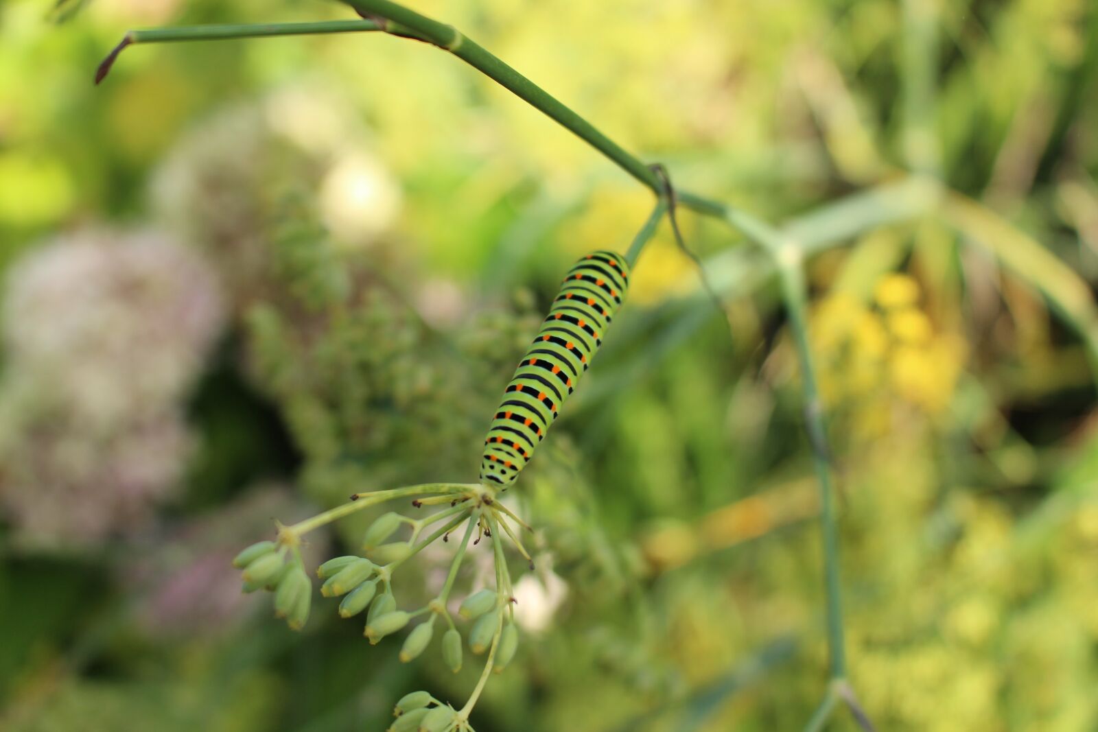 Canon EOS 700D (EOS Rebel T5i / EOS Kiss X7i) sample photo. Caterpillar, insects, nature photography