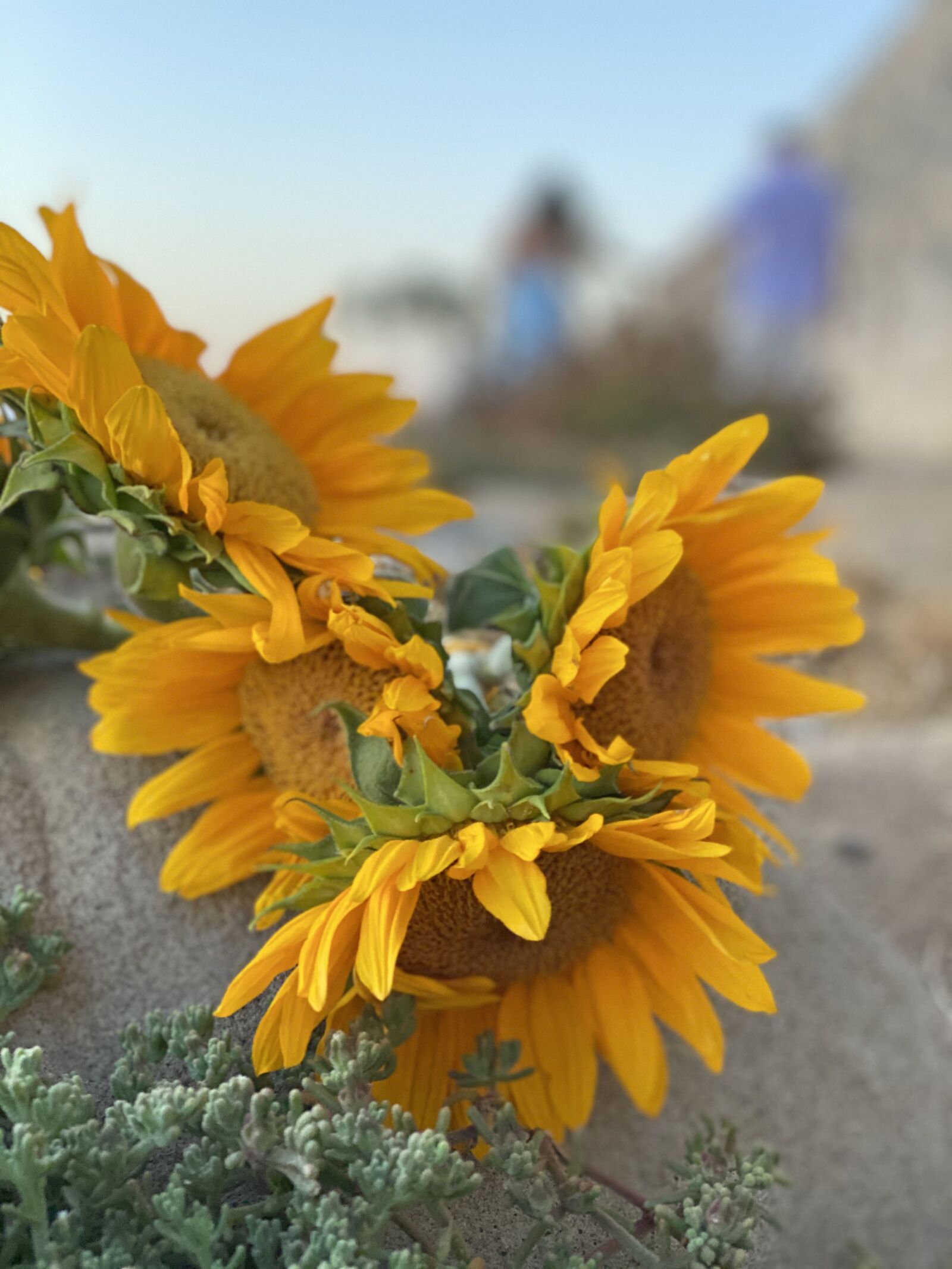 Apple iPhone 11 Pro sample photo. Sunflower, flowers, bloom photography