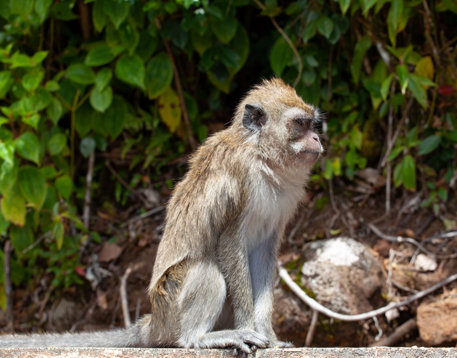 Canon EOS 5D Mark II + Canon EF 70-200mm F4L USM sample photo. Long tailed macaque, crab-eating photography