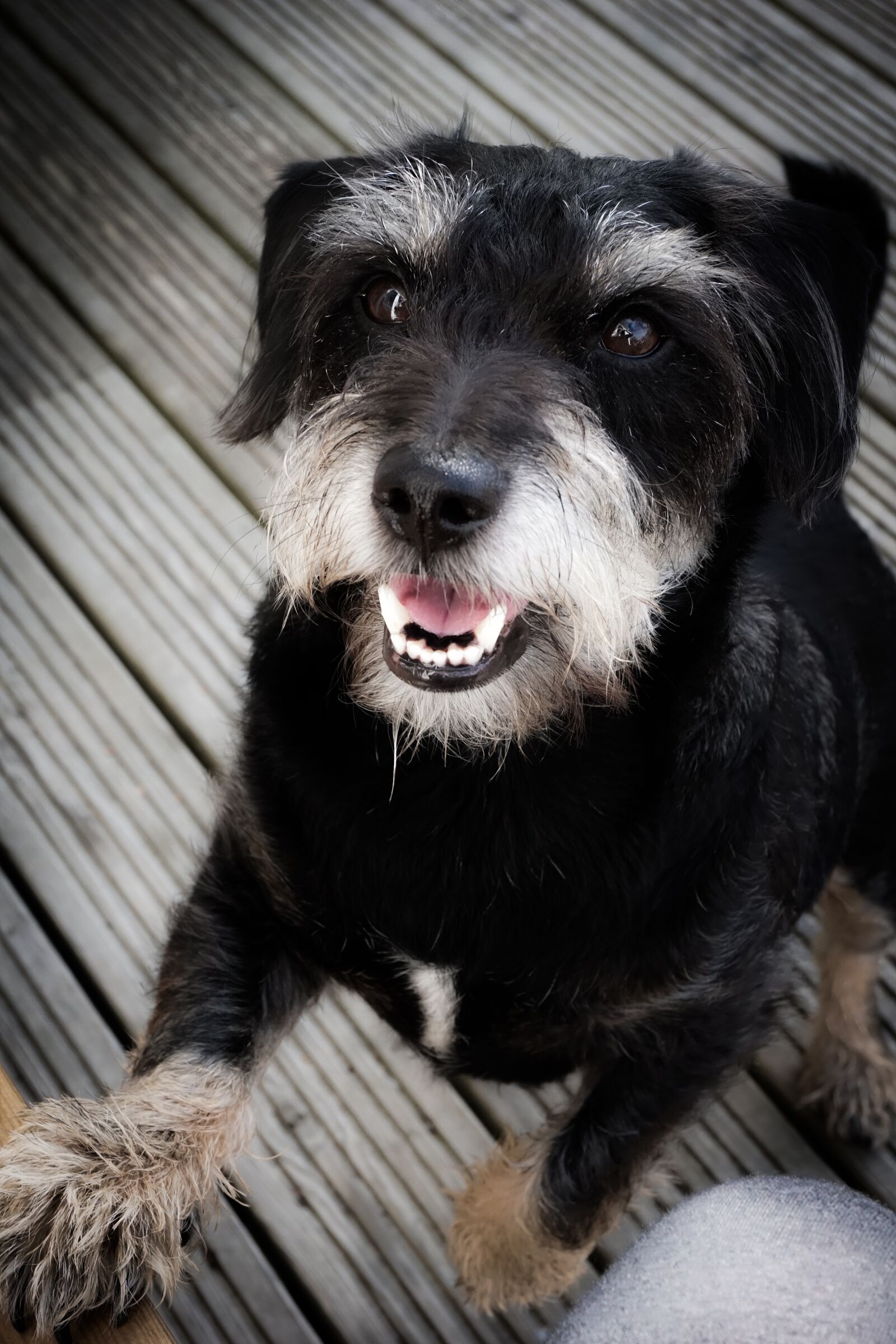 Sony a6000 sample photo. Buddy, happy, animals photography