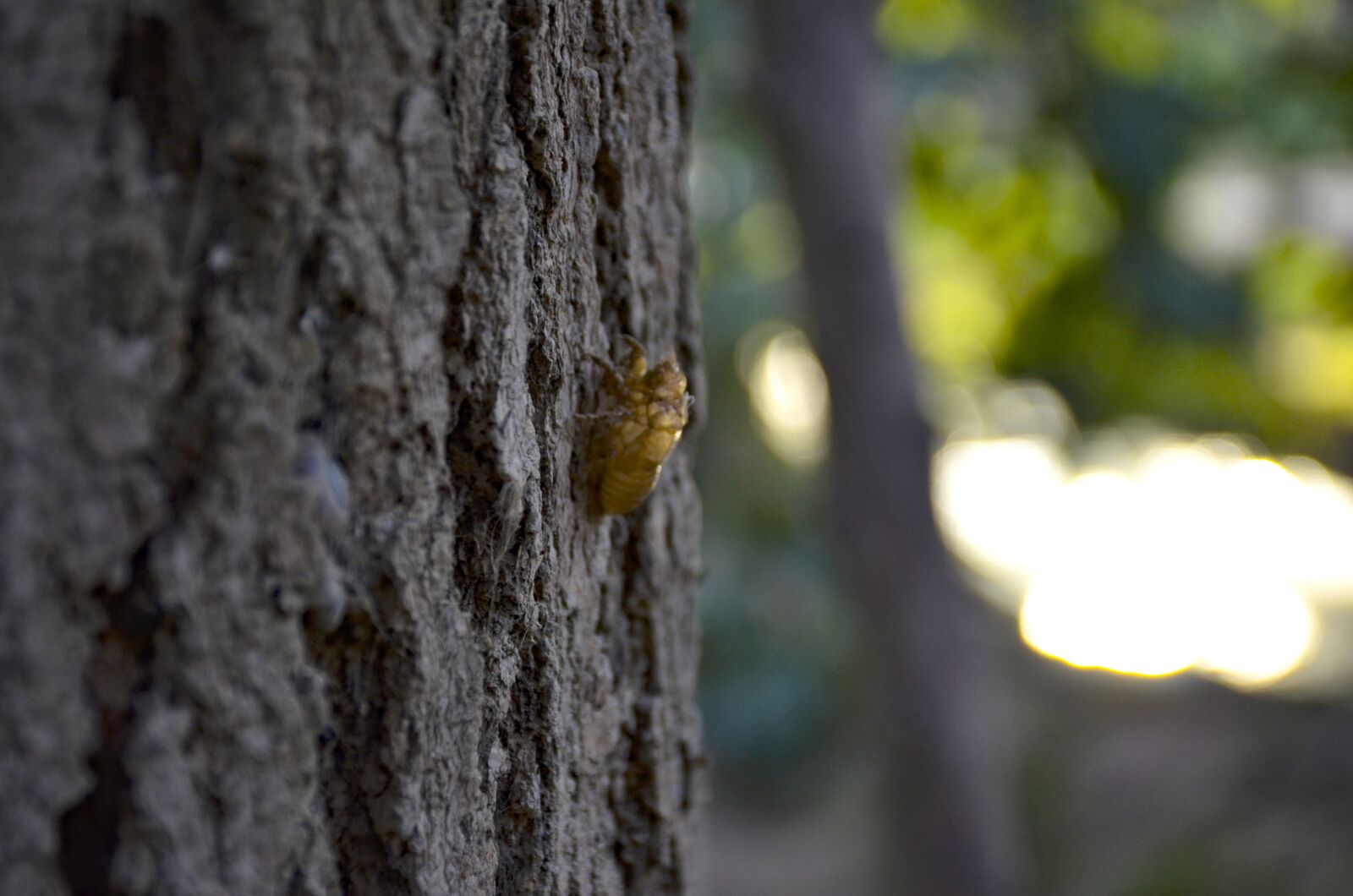 Nikon D7000 sample photo. Tree, texture, pattern photography