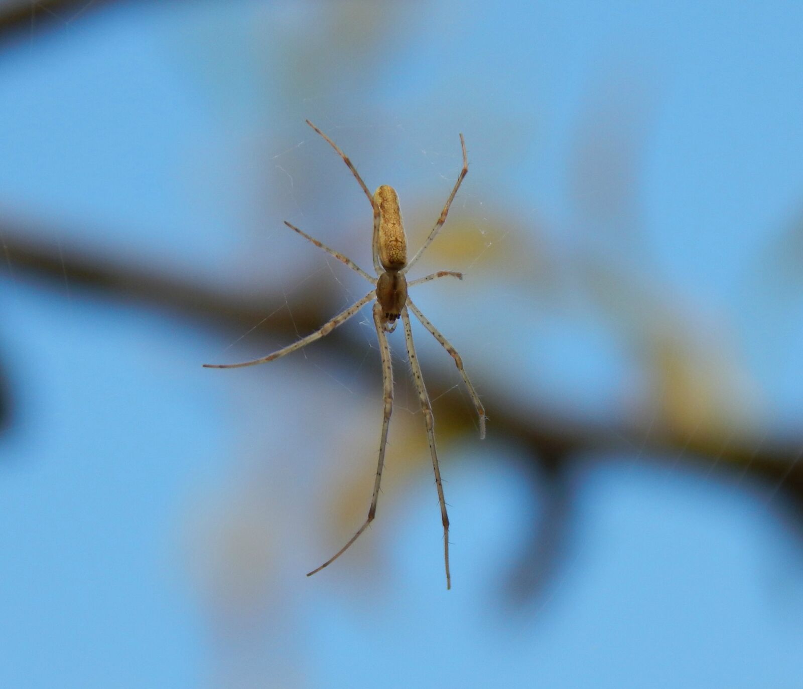 Nikon Coolpix L820 sample photo. Spider, insect, macro photography
