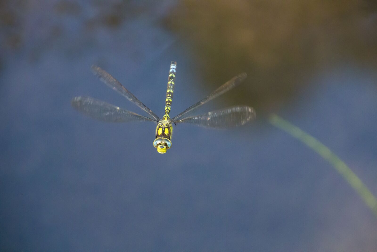 Canon EOS 70D sample photo. Dragonfly, insect, nature photography