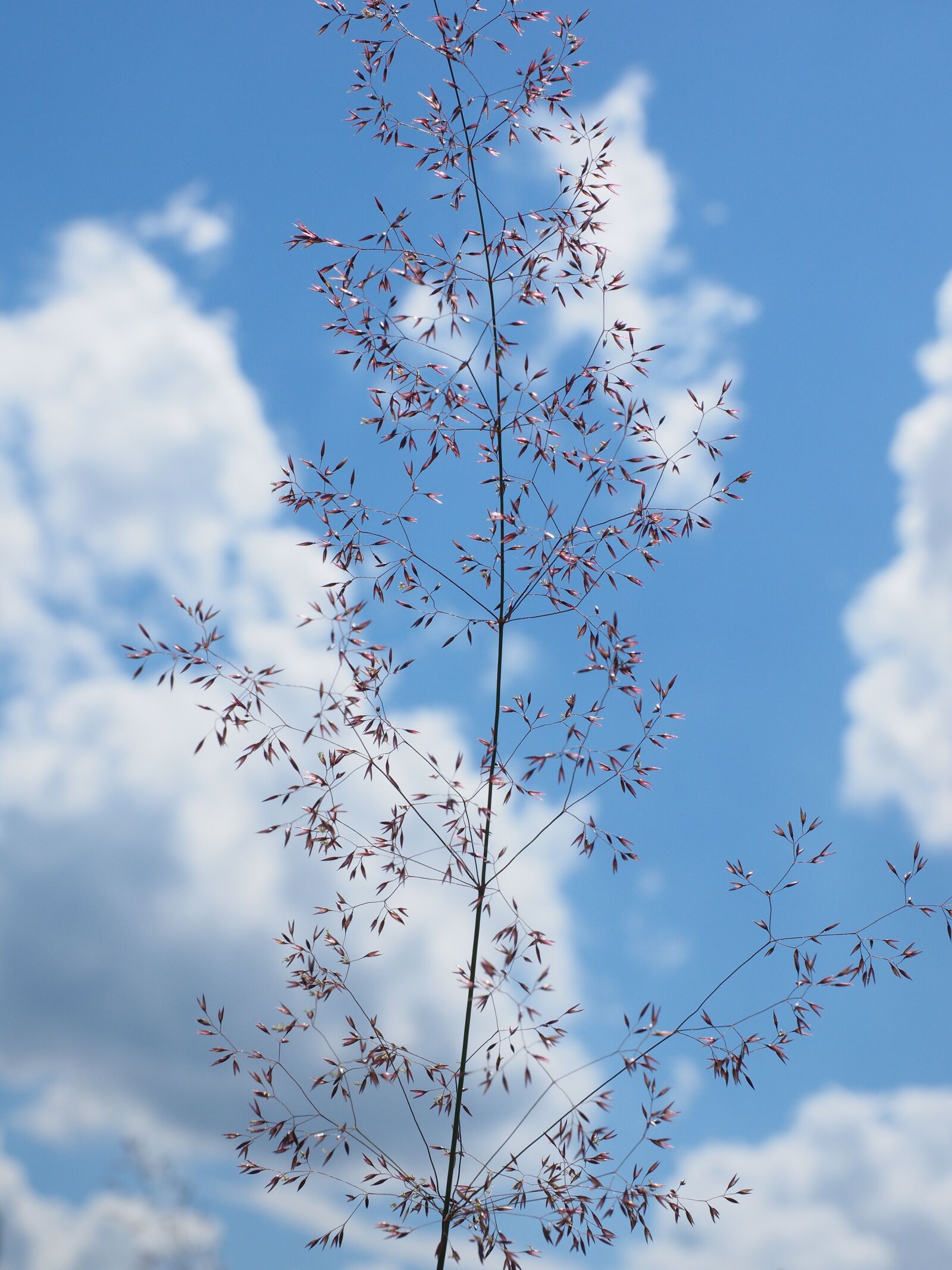Olympus OM-D E-M1 + Olympus M.Zuiko Digital ED 12-40mm F2.8 Pro sample photo. Red bent grass, inflorescence photography