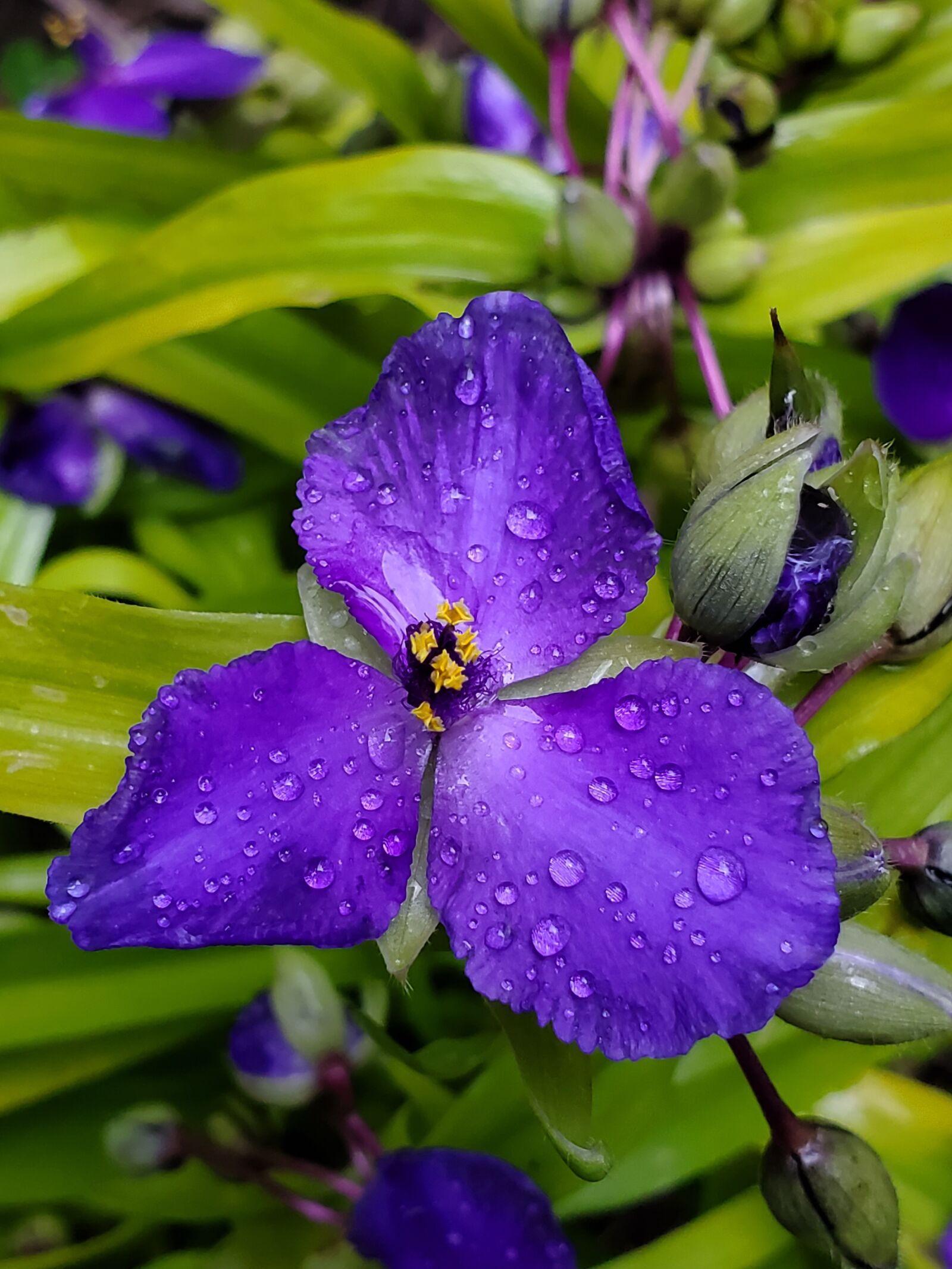 Samsung Galaxy S10 sample photo. Widows tears, water drops photography
