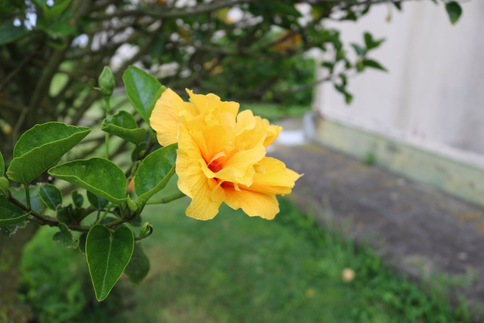 Canon EOS 750D (EOS Rebel T6i / EOS Kiss X8i) sample photo. Comanche, flower, garden photography