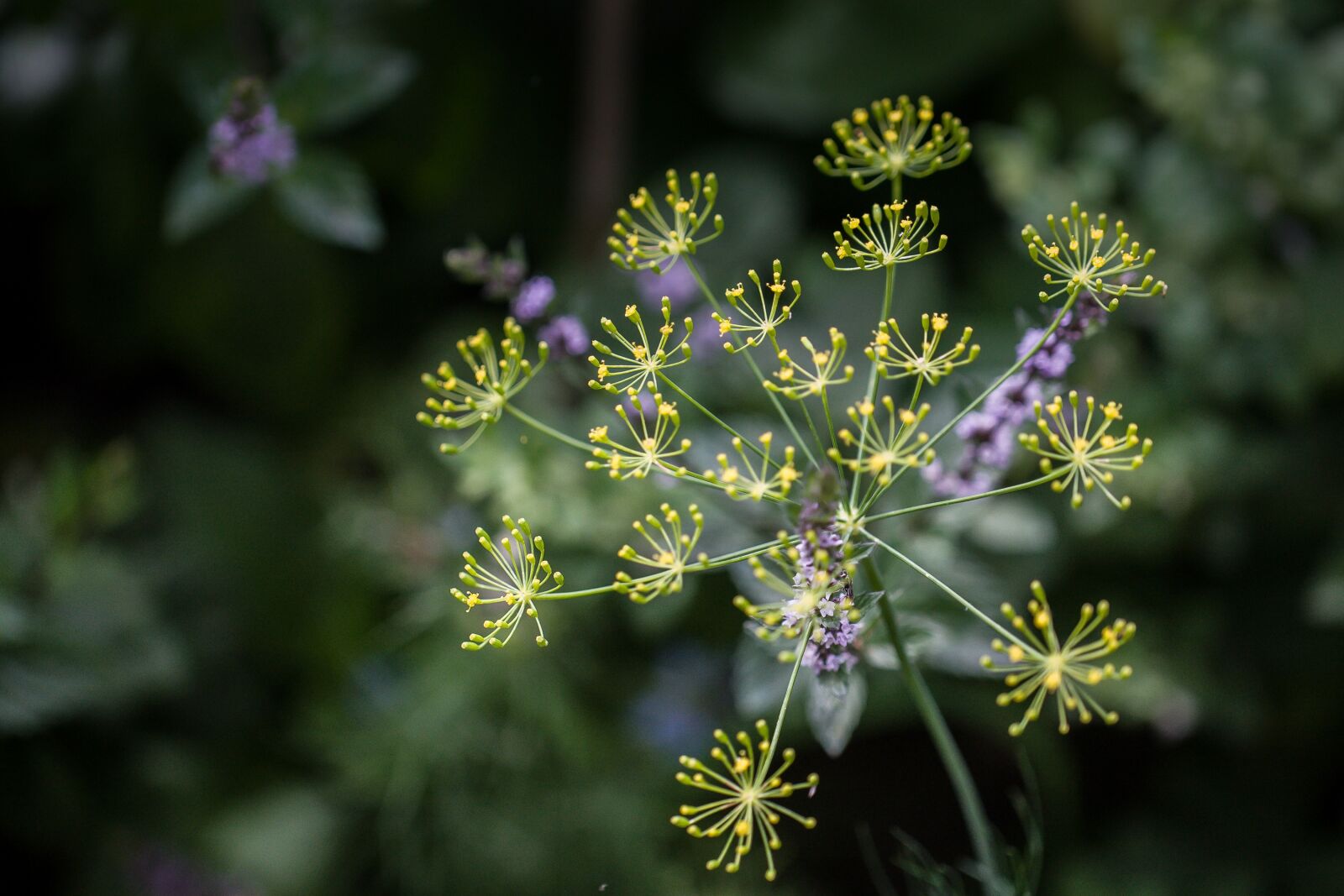 Canon EOS-1D Mark III + Canon EF 100mm F2.8L Macro IS USM sample photo. Dill, blossom, bloom photography