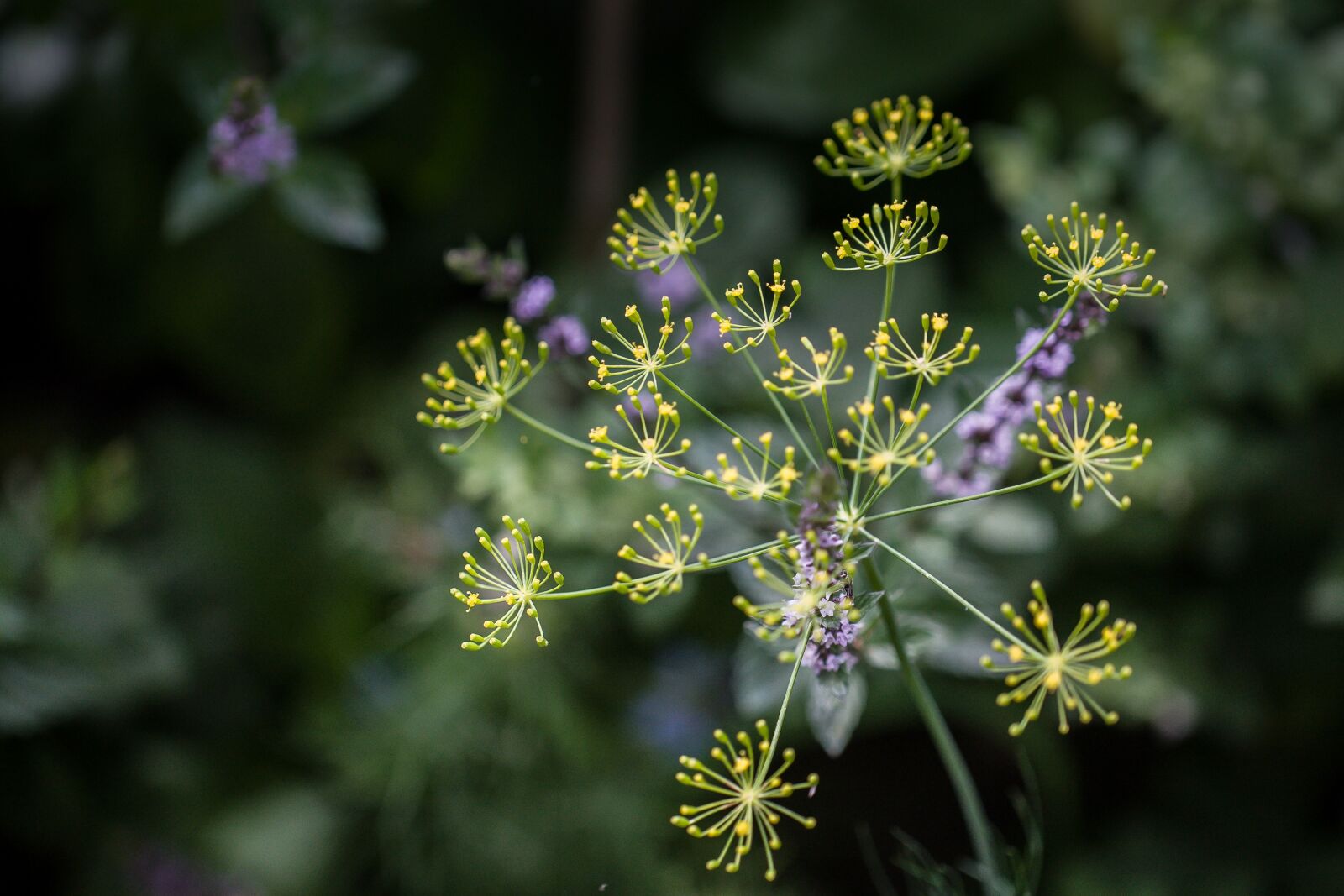 Canon EOS-1D Mark III sample photo. Dill, blossom, bloom photography