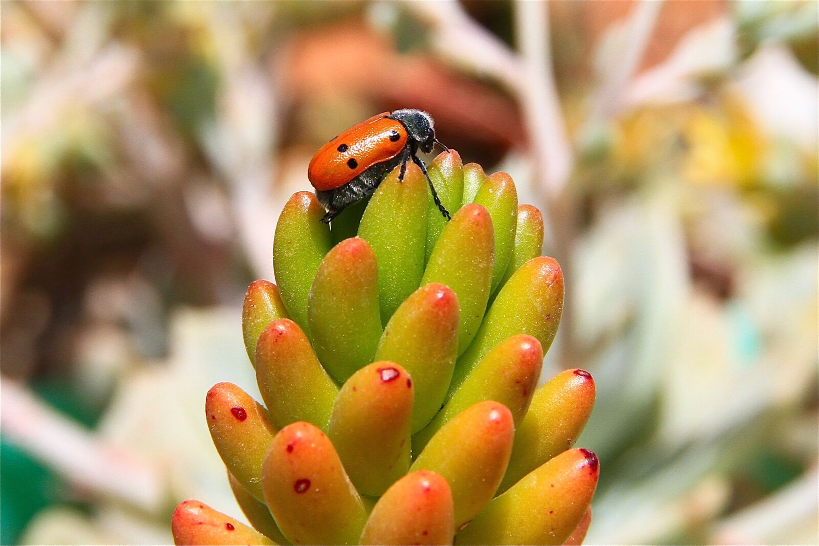 Canon EOS 7D sample photo. Insect, plant, garden photography