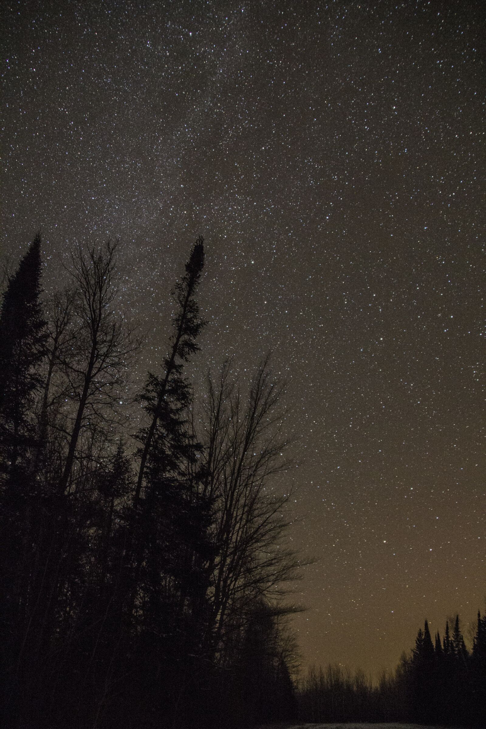 Canon EOS 60D sample photo. Night, stars, trees photography