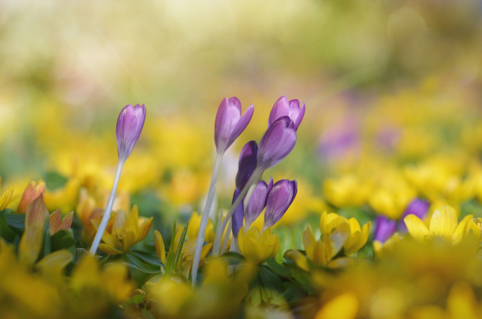 Nikon D7100 sample photo. Crocus, winterling, purple photography