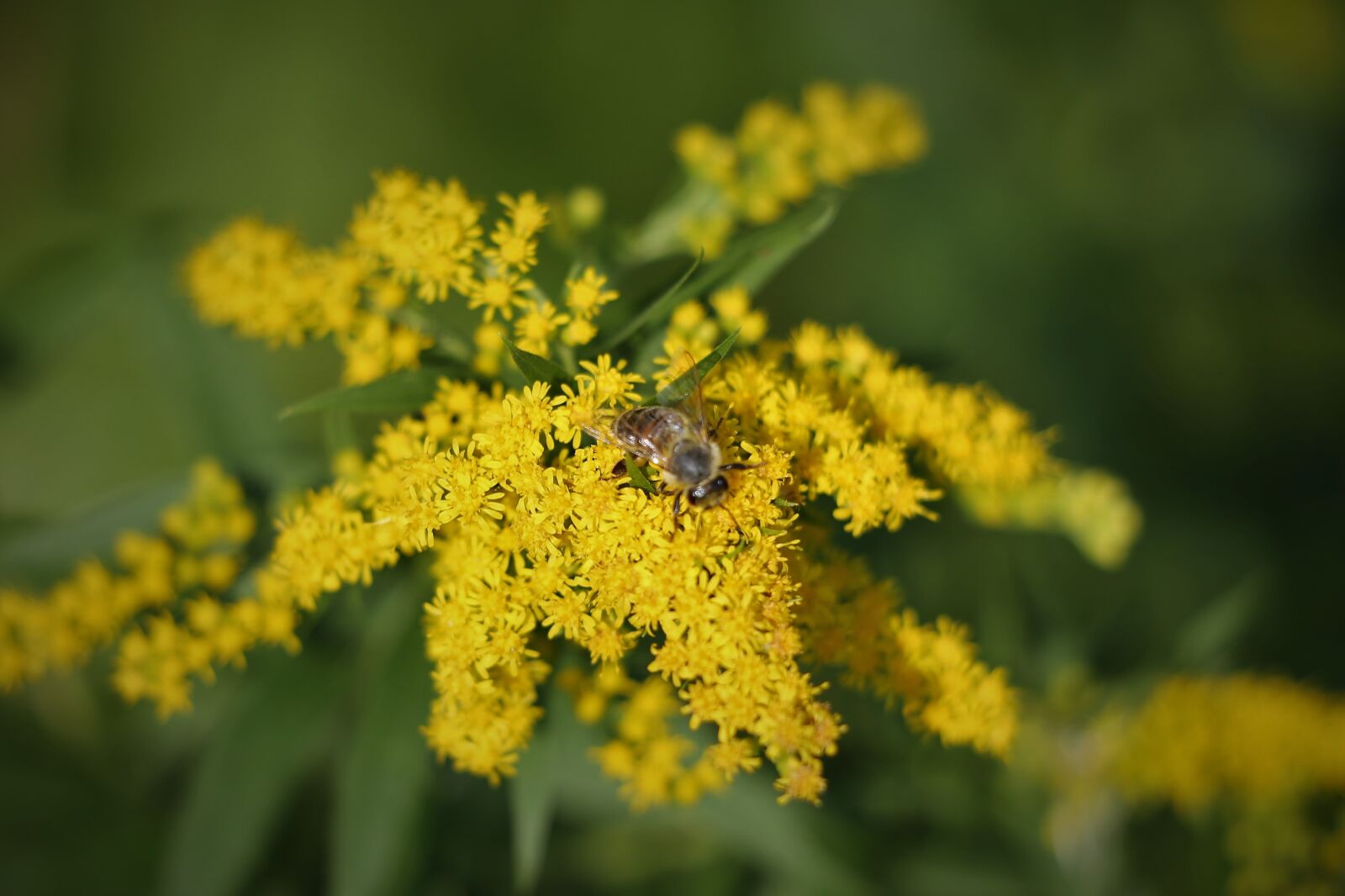 Canon EF 70-300 F4-5.6 IS II USM sample photo. Solidago gigantea, goldenrod, bee photography