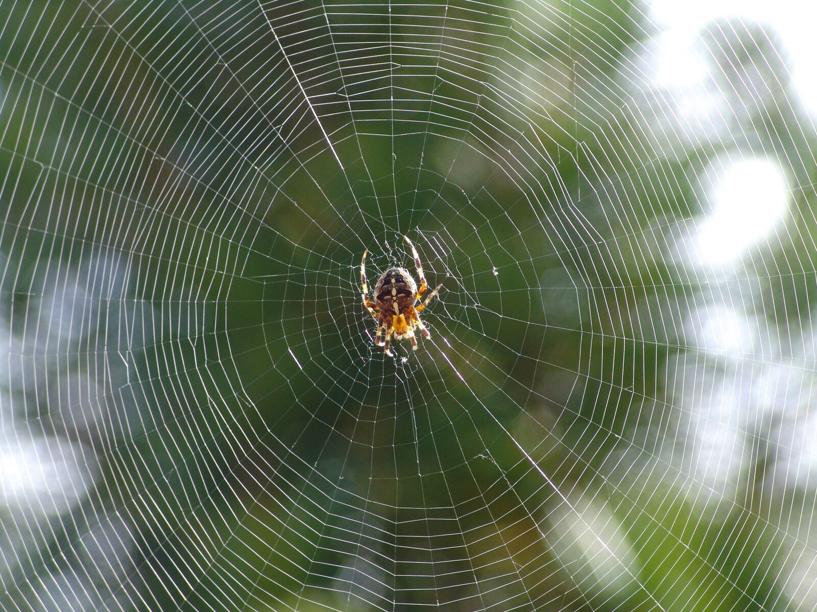 Sony DSC-F828 sample photo. Araneus, nature, close up photography
