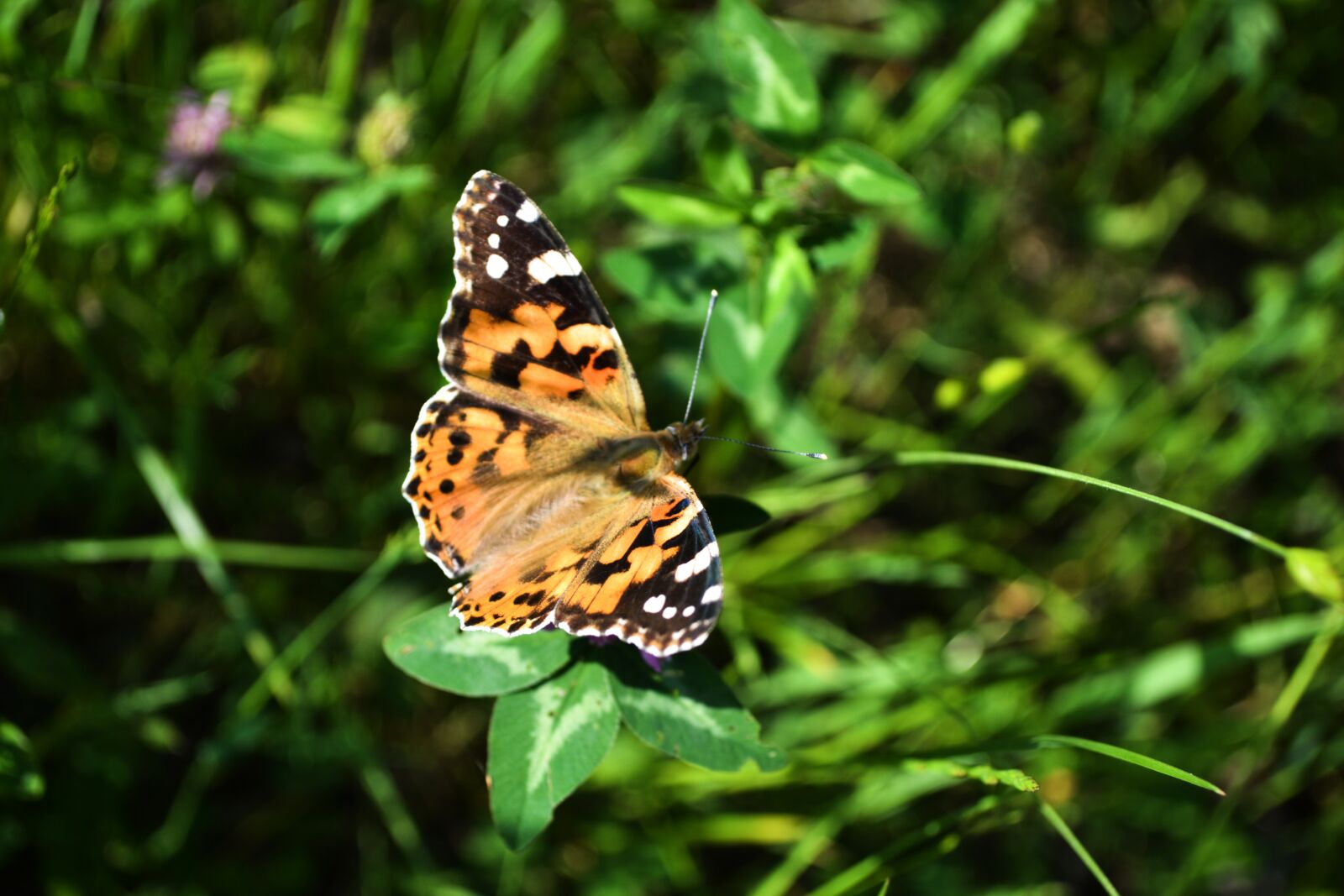 Nikon D3100 sample photo. Butterfly, grass, beauty photography