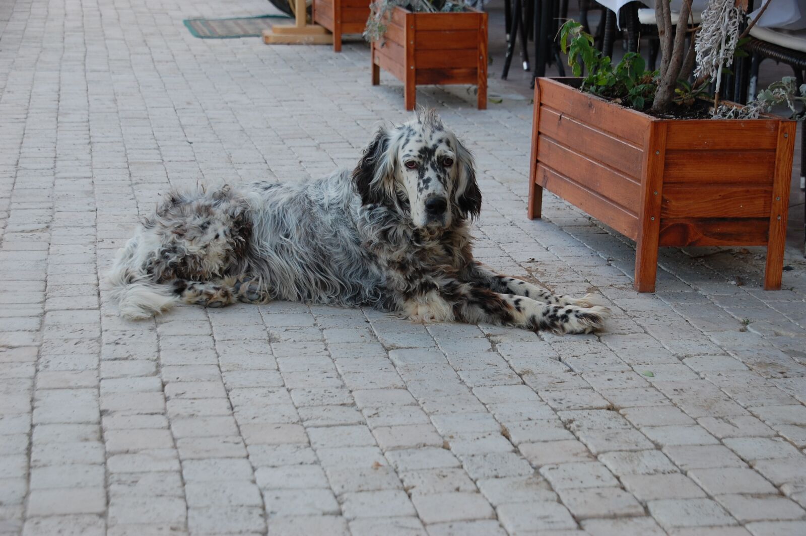 Nikon D40 sample photo. Dog, street, land photography