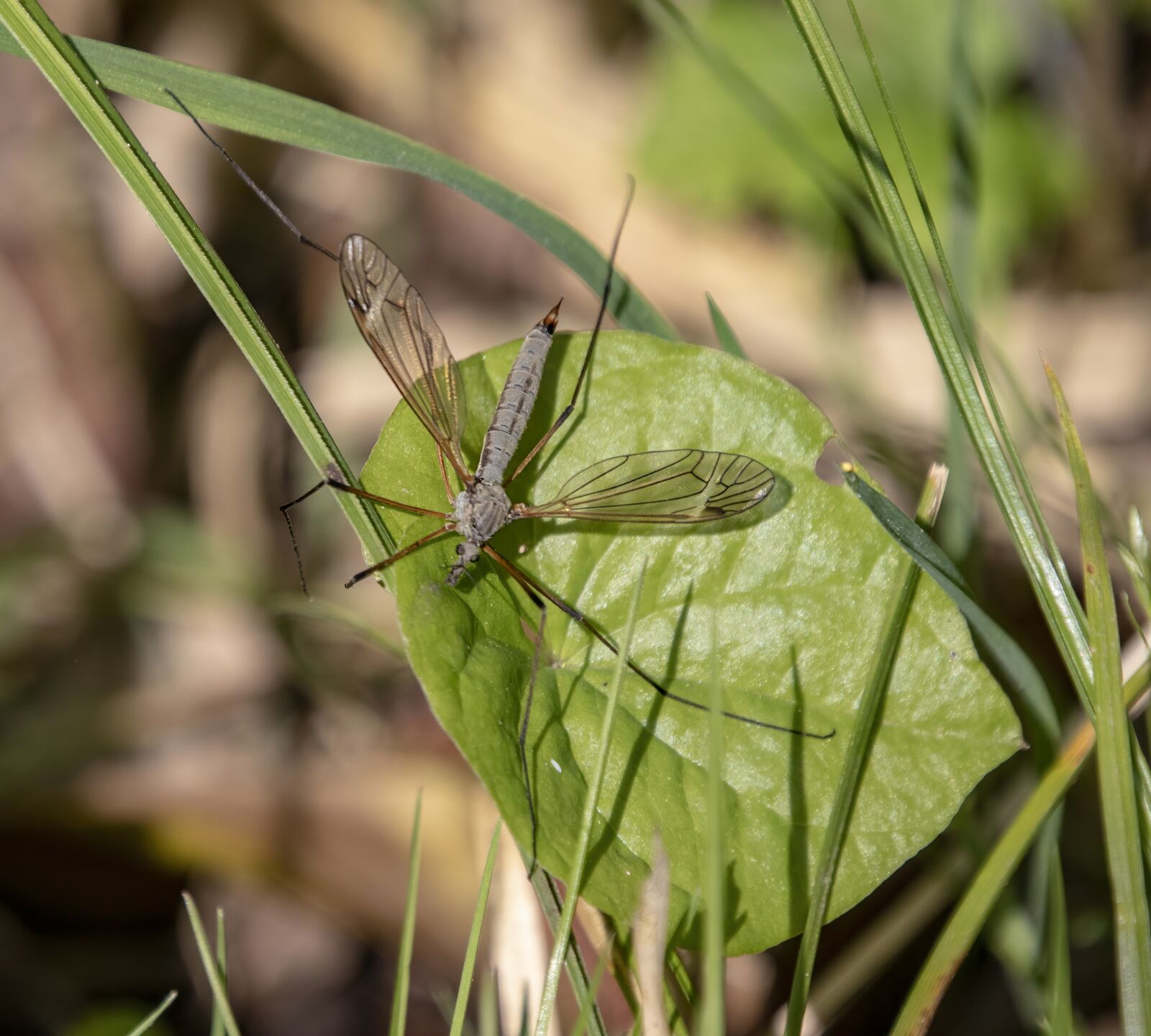 Sigma 100-400mm F5-6.3 DG OS HSM sample photo. Cranefly, insect, wings photography