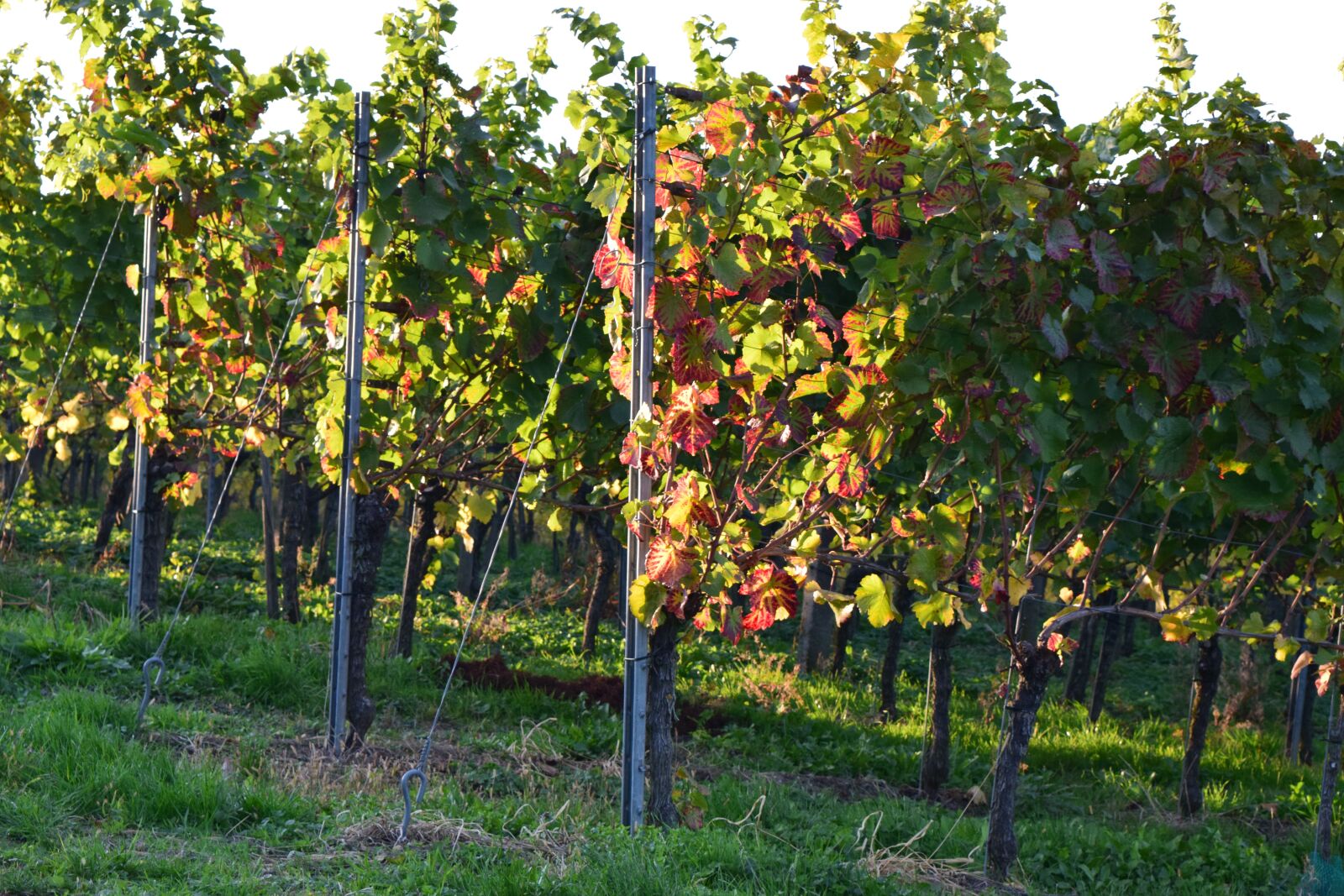 Nikon D3300 sample photo. Vine, fall, baden-baden photography