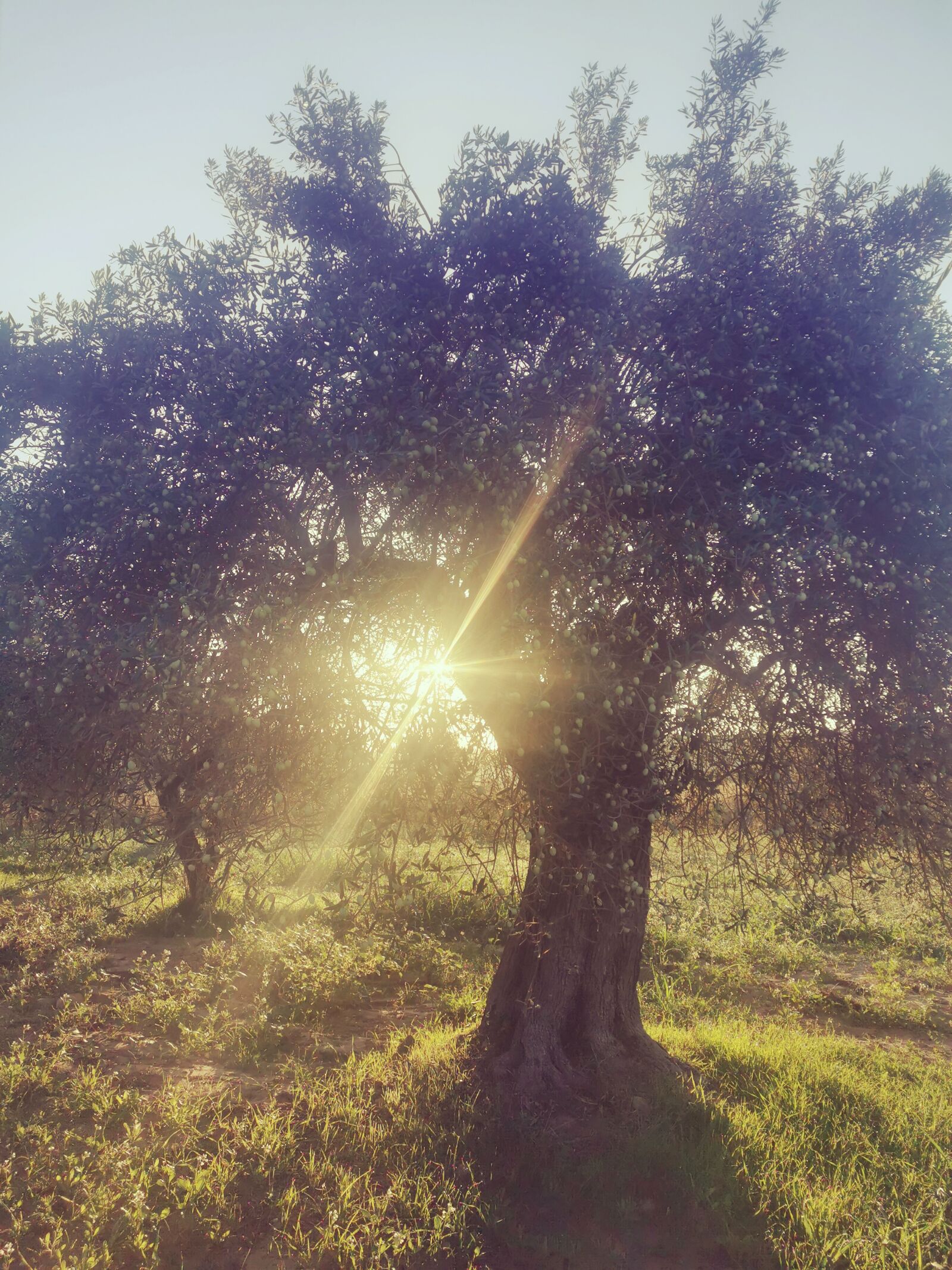 HUAWEI P30 Pro sample photo. Tree, oliva, olive grove photography