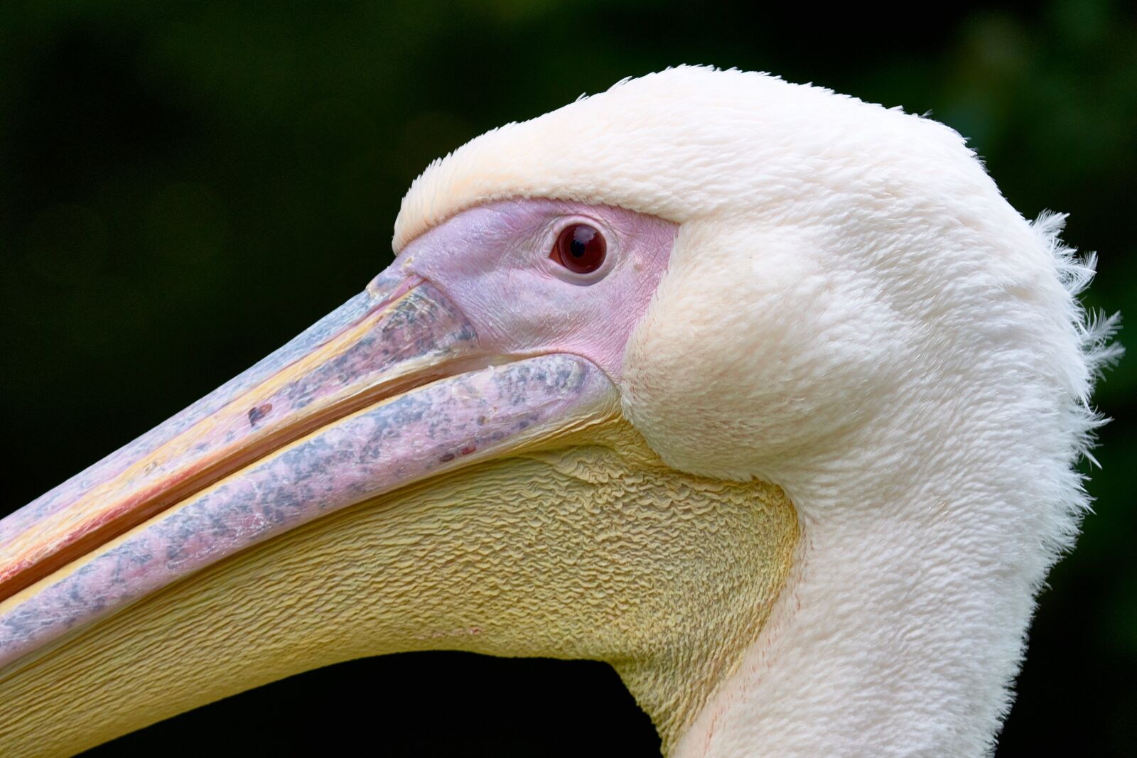Sony Alpha DSLR-A700 sample photo. Animal, beak, bird photography