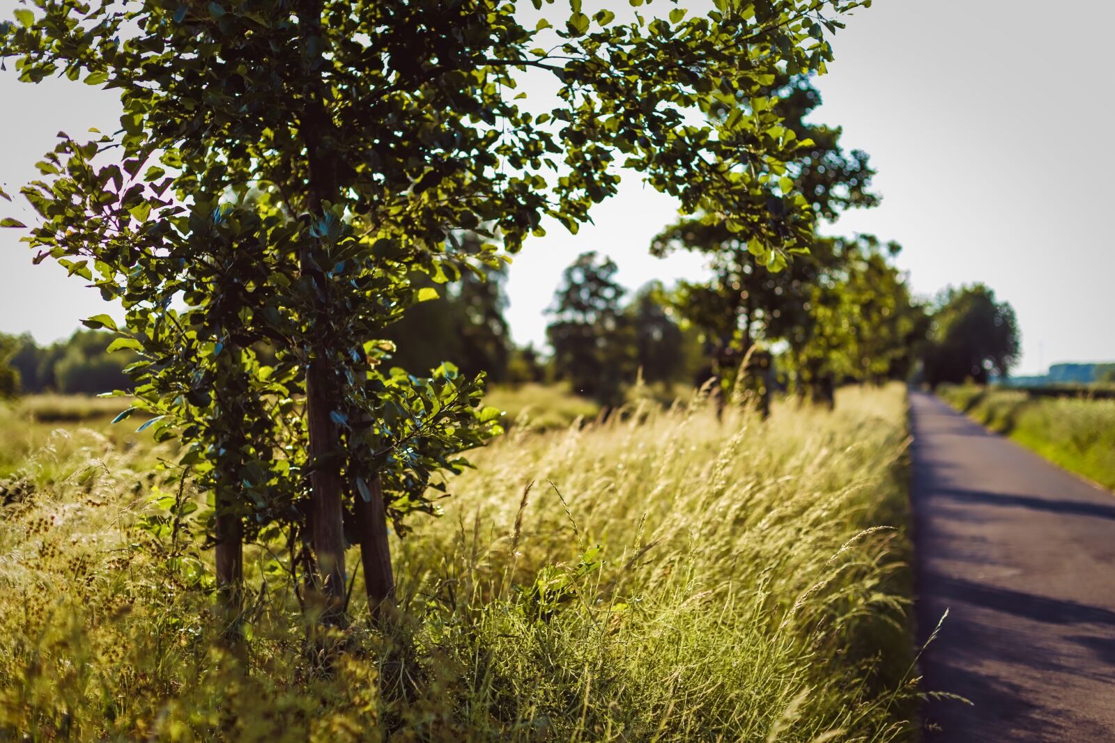 Canon EOS 6D + Canon EF 50mm F1.4 USM sample photo. Foliage, road, golden photography