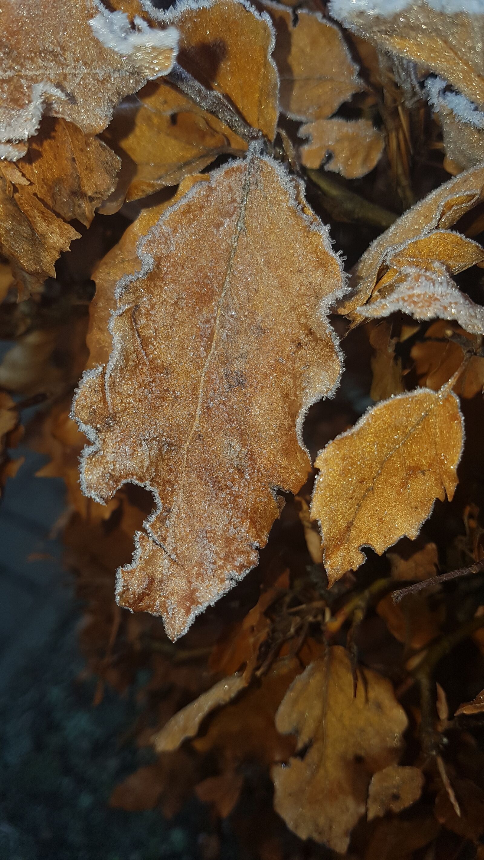 Samsung Galaxy S7 Edge sample photo. Leaves, nature, frost photography