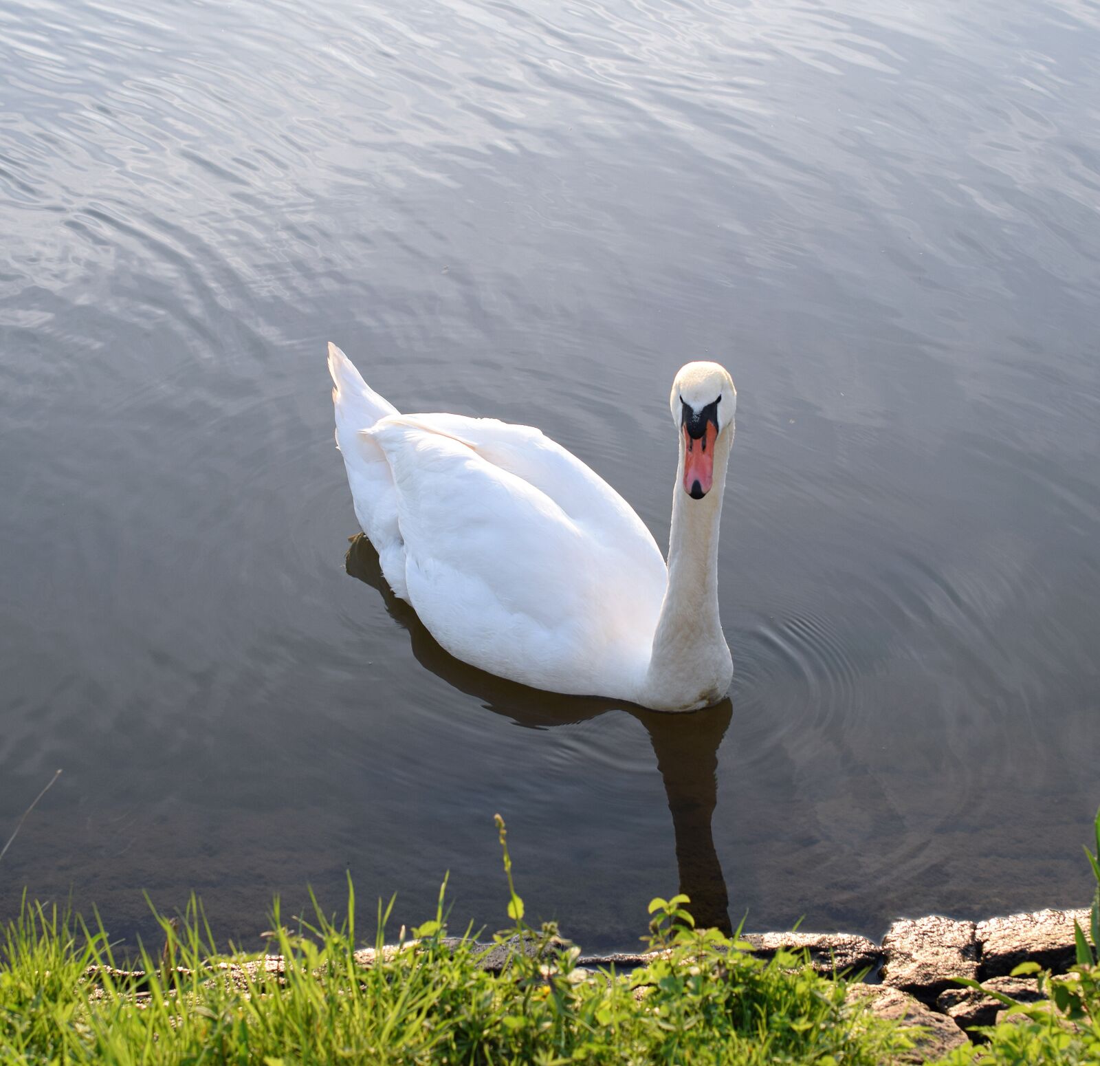 Nikon D5300 sample photo. Swan, ducks, duck bird photography