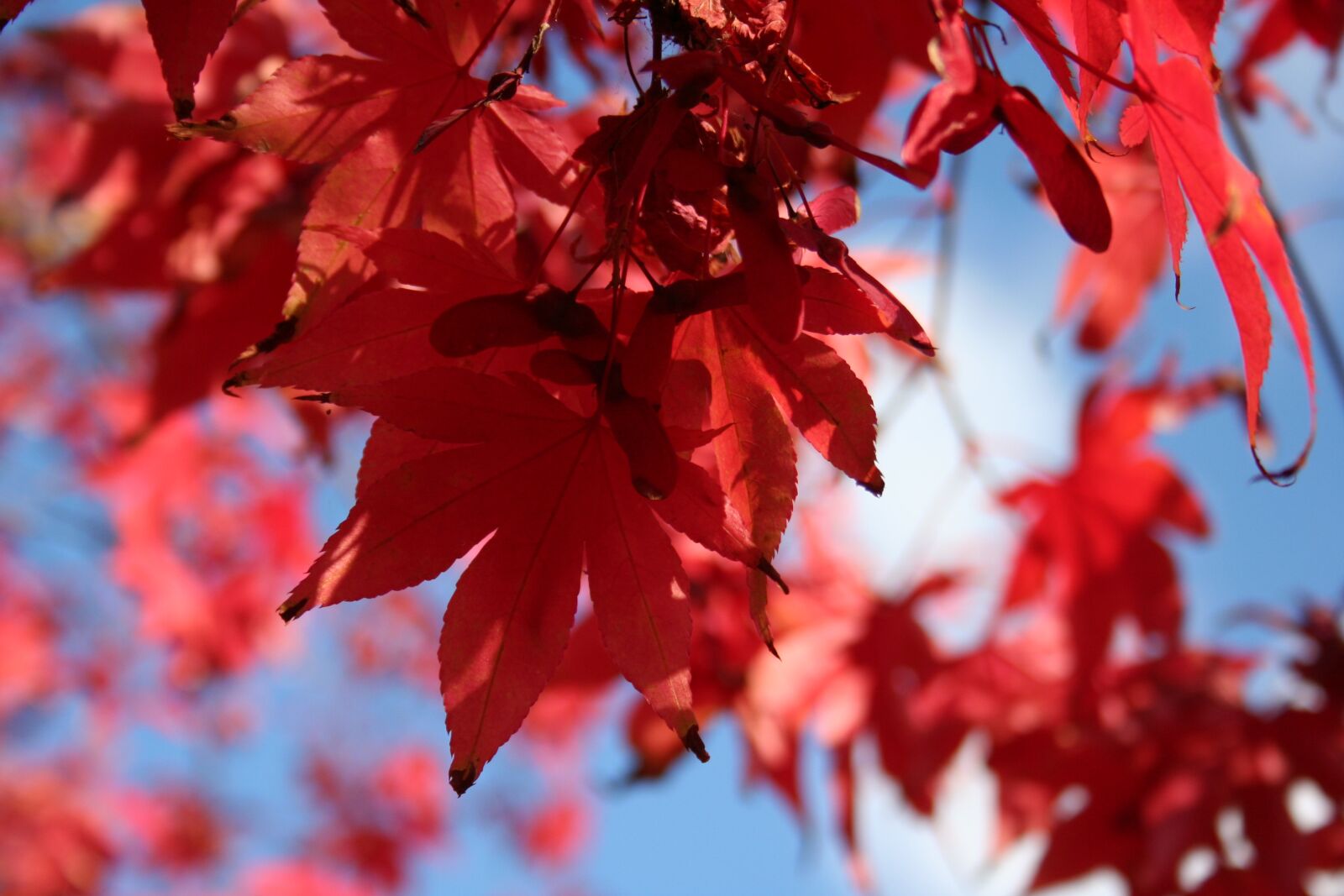 Canon EOS 350D (EOS Digital Rebel XT / EOS Kiss Digital N) sample photo. Japanese acer tree, autumn photography